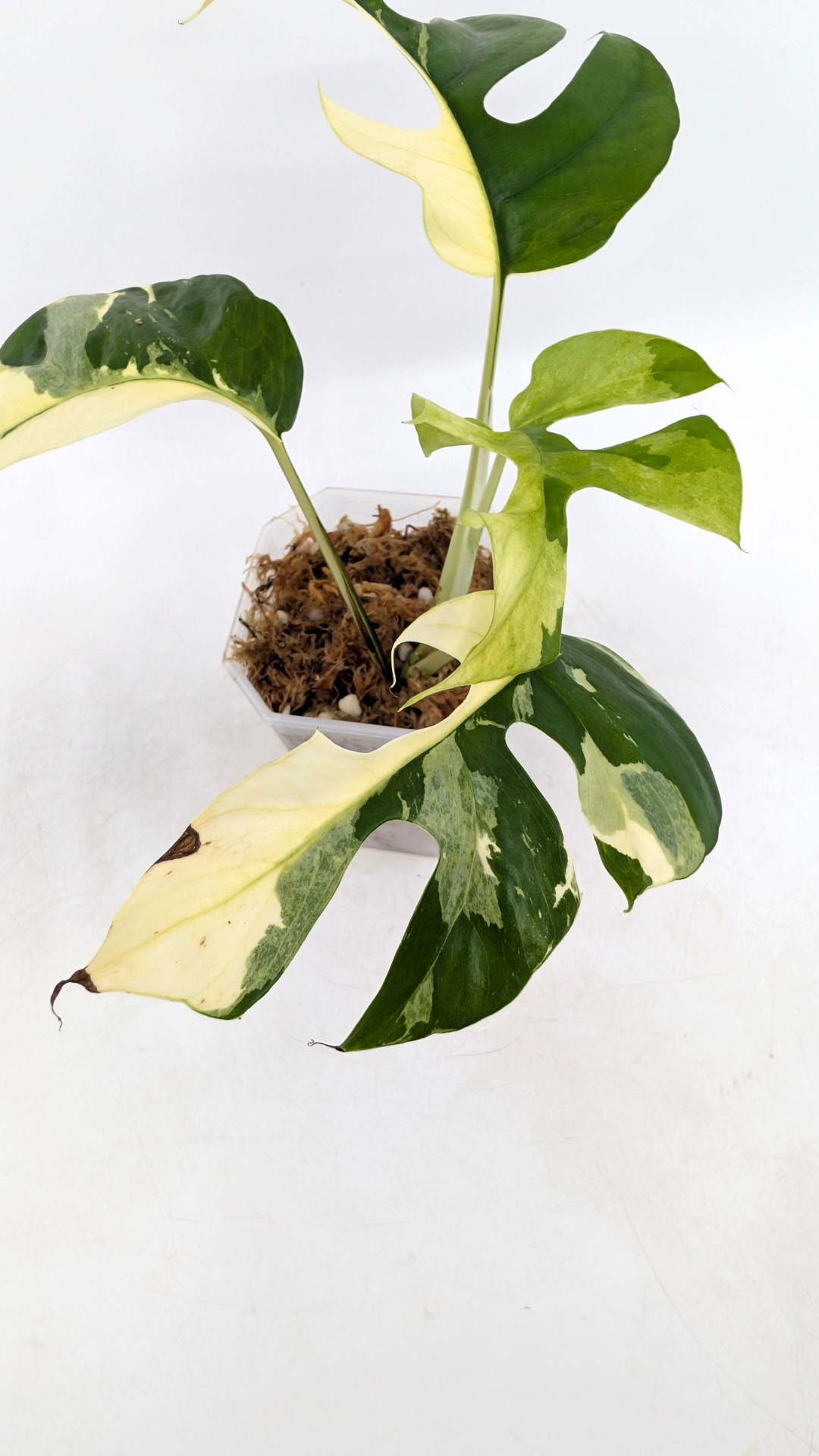 Rare house plant Raphidophora Tetrasperma Albo available for sale at rare indoor plant shop The Leaf Gallery in Perth, Western Australia