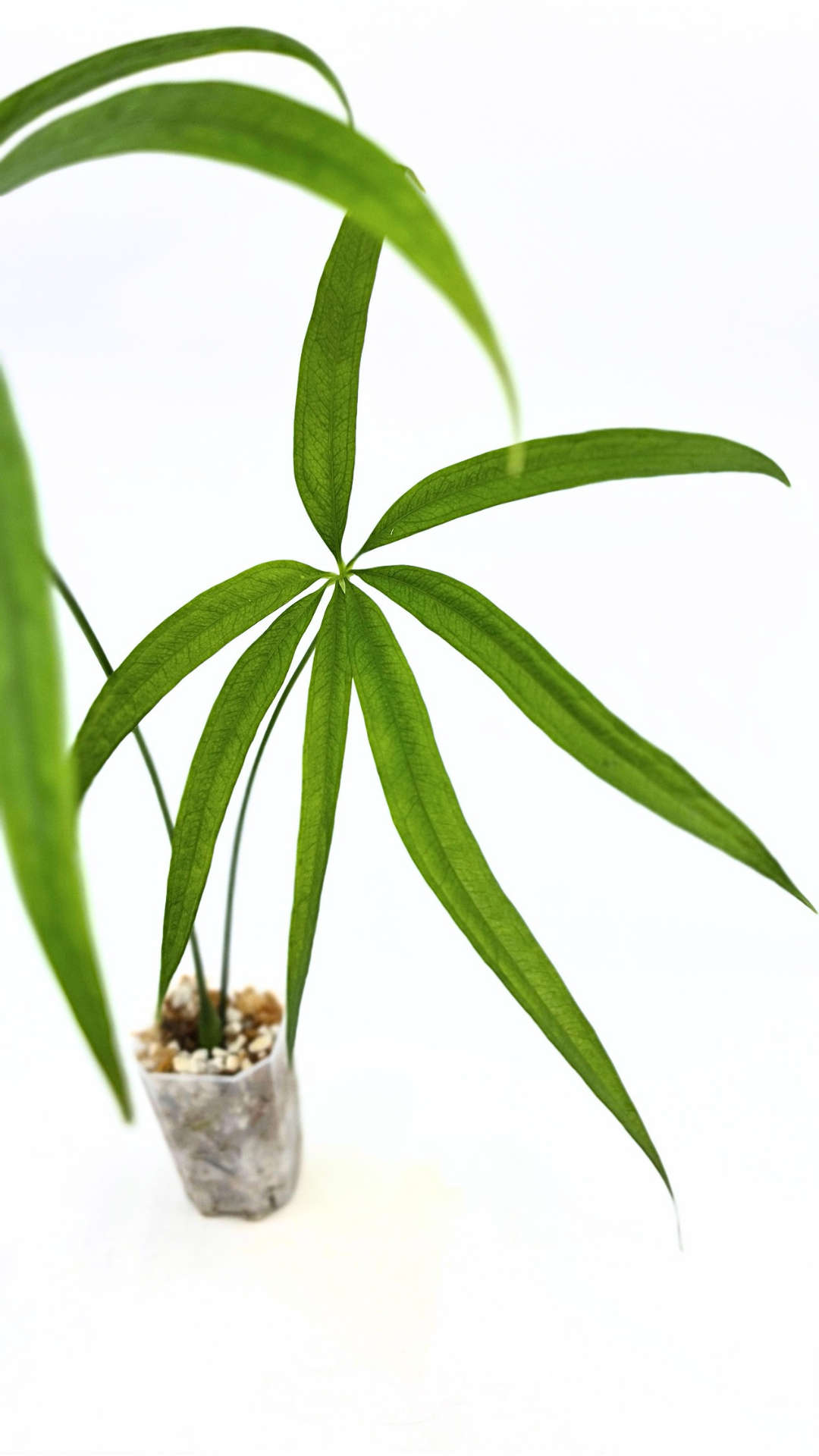Hard to find house plant Anthurium Polydactylum available for sale at rare plant shop The Leaf Gallery in Perth, Western Australia.