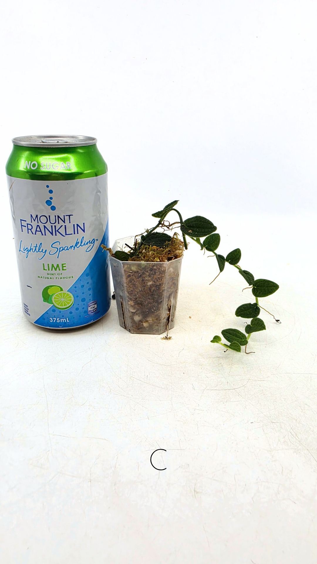 Rare Shingler plant Raphidophora Verstegii or Piper Clypeatum available at rare plant shop The Leaf Gallery in Perth, Western Australia