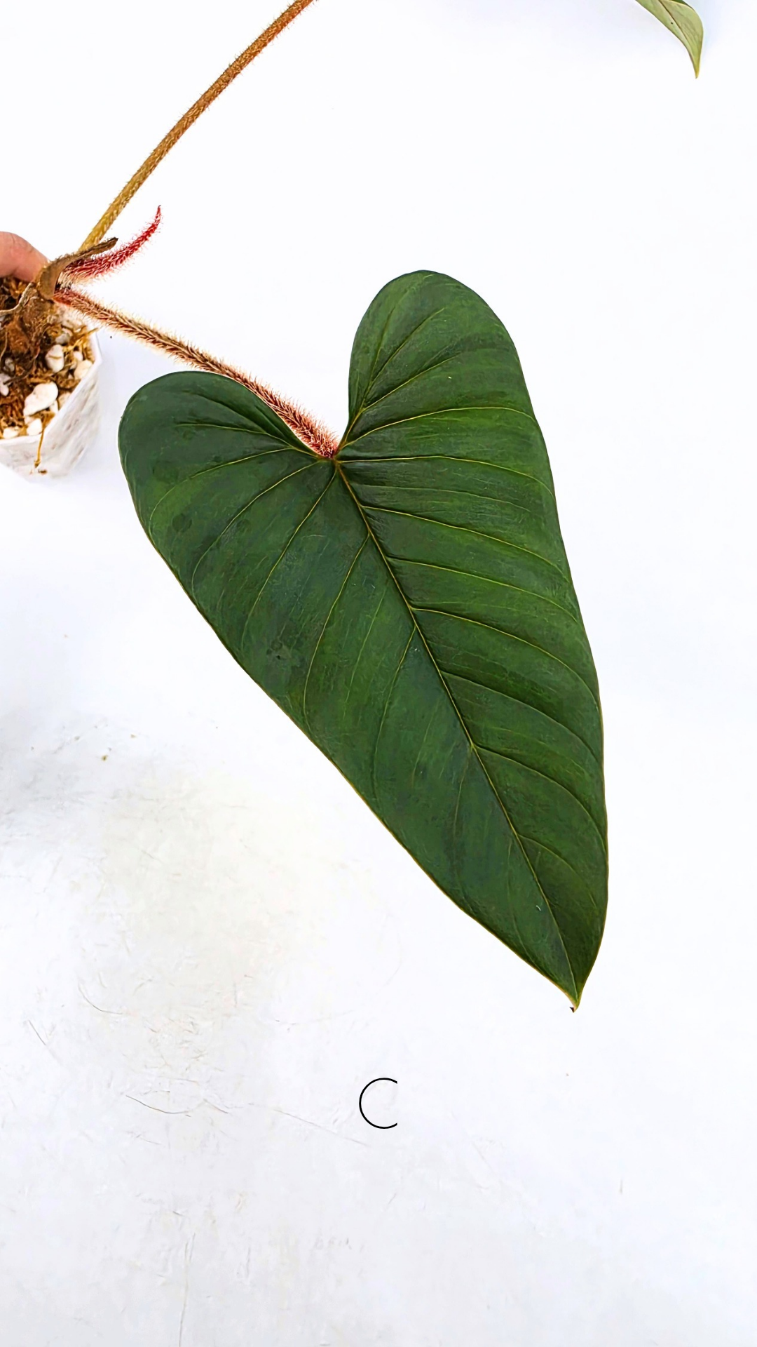 Rare indoor plant Philodendron Red Serpens available for sale at rare plant shop The Leaf Gallery in Perth, Western Australia