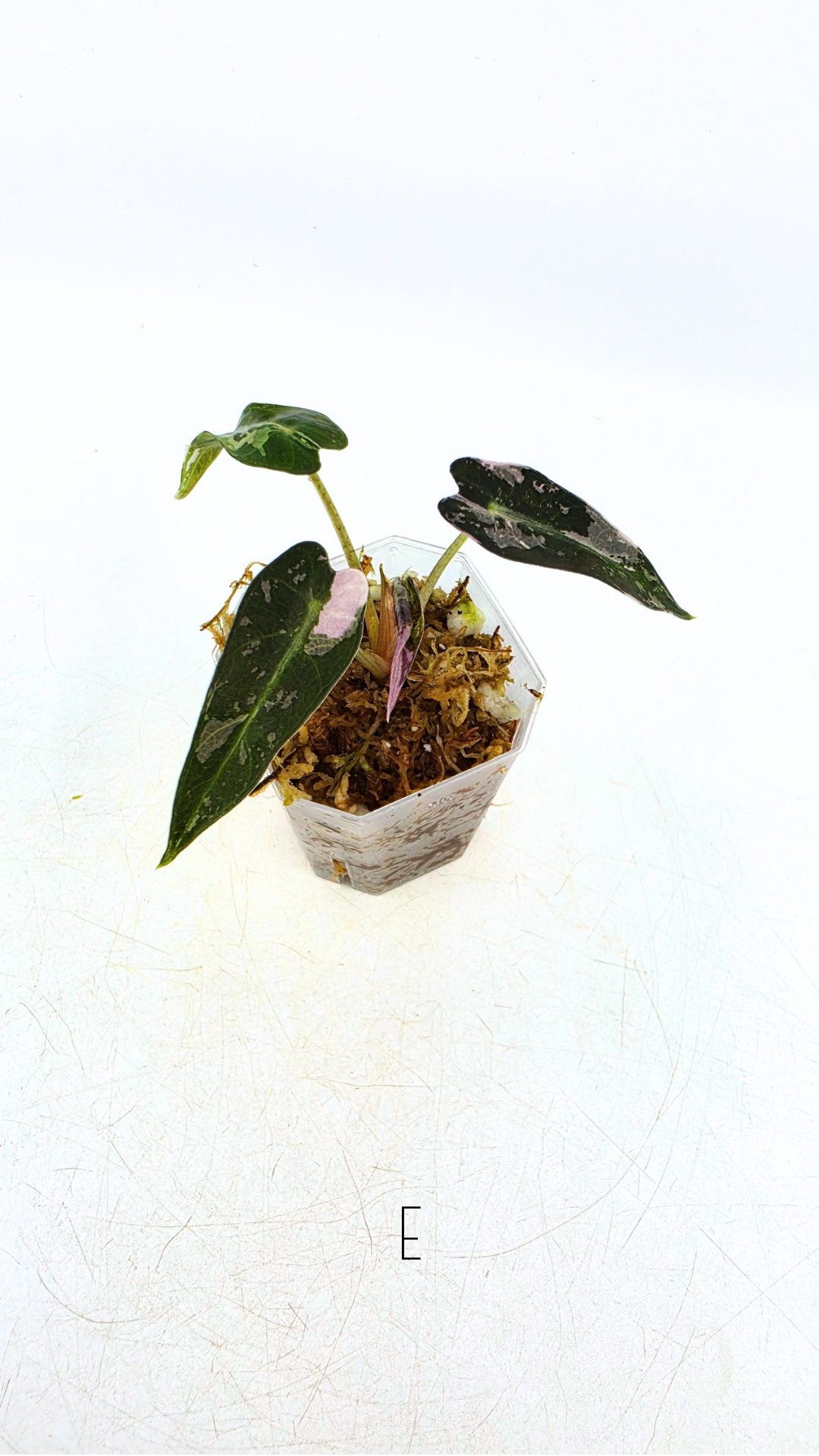 Rare indoor plant Alocasia Amazonica Bambino Pink TC plantlets available for sale at rare houseplant shop The Leaf Gallery in Perth, Western Australia