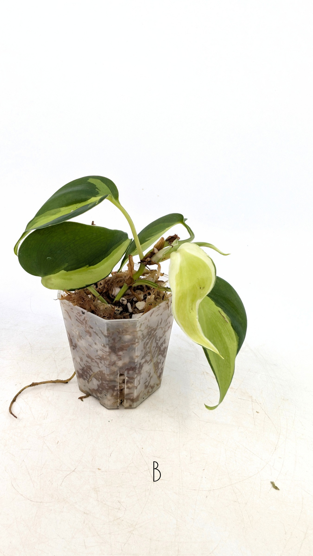 Rare indoor plant Philodendron Cream Splash available at rare plant shop The Leaf Gallery in Perth, Western Australia