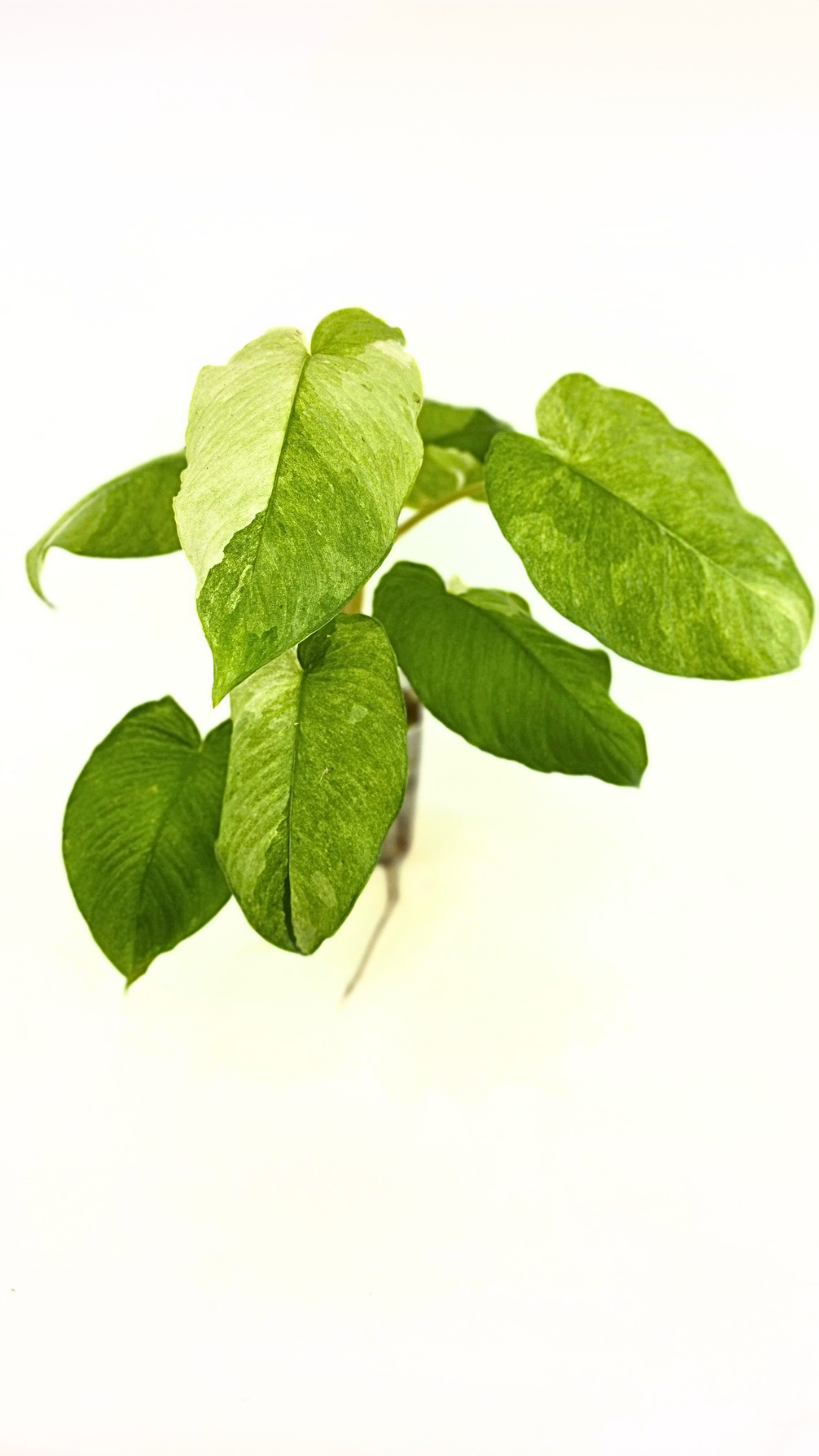 Rare indoor plant Homalomena Sp Borneo Marble Variegated available for sale at rare plant shop The Leaf Gallery in Perth, Western Australia