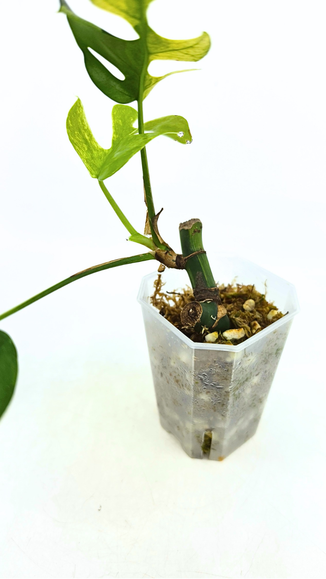 Rare indoor plant Raphidophora Tetrasperma Albo for sale at rare plant shop The Leaf Gallery in Perth, Western Australia