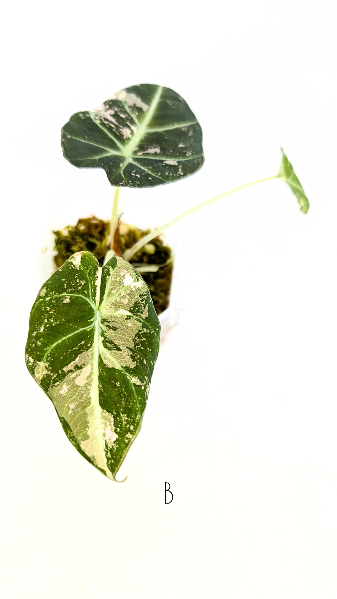 Rare indoor plant Alocasia Black Velvet Pink Variegated available for sale from rare house plant shop The Leaf Gallery in Perth, Western Australia
