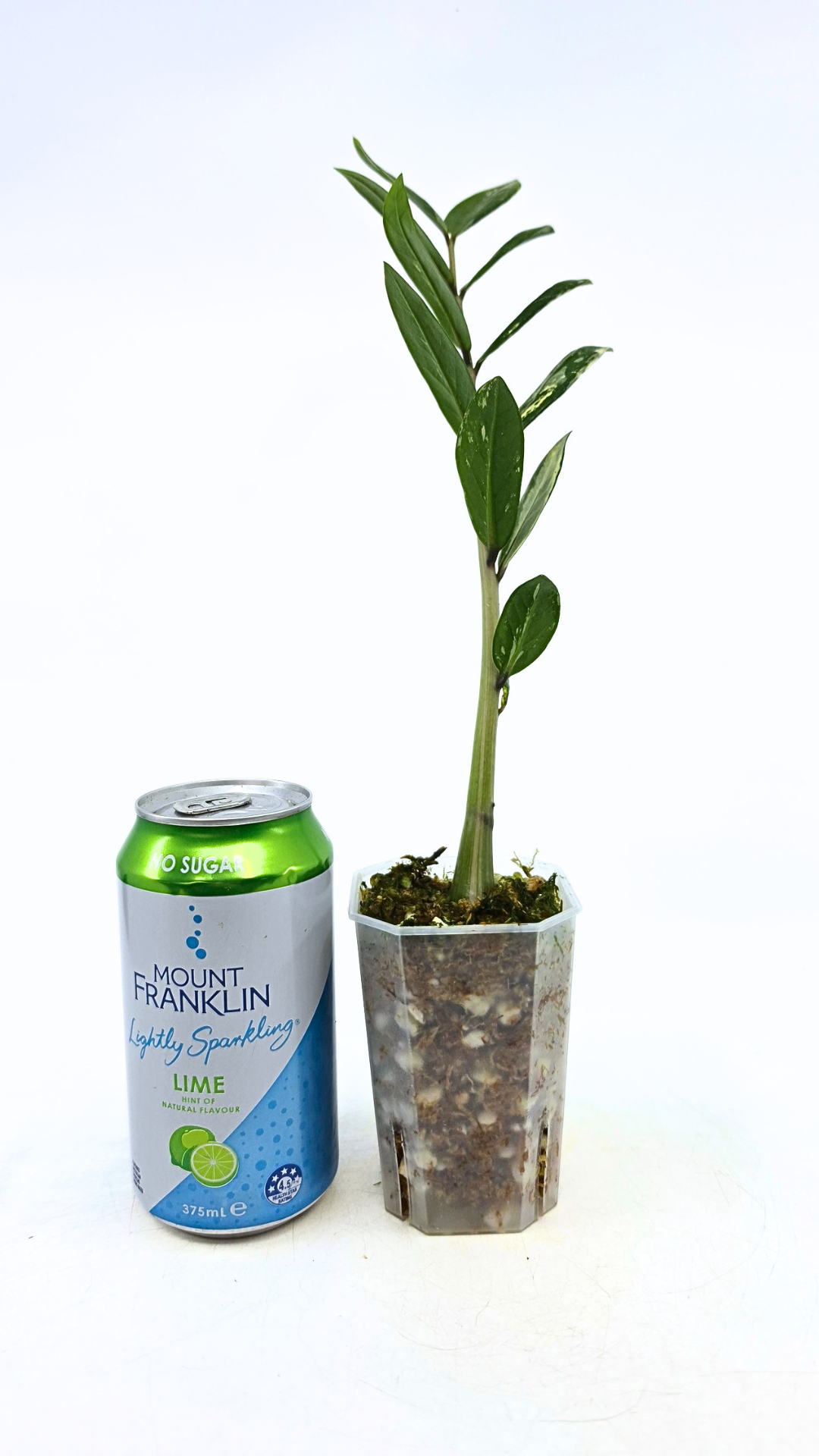 Rare indoor plant Zamioculcas Zamiifolia (ZZ plant) Variegated available for sale at rare house plant shop The Leaf Gallery in Perth, Western Australia