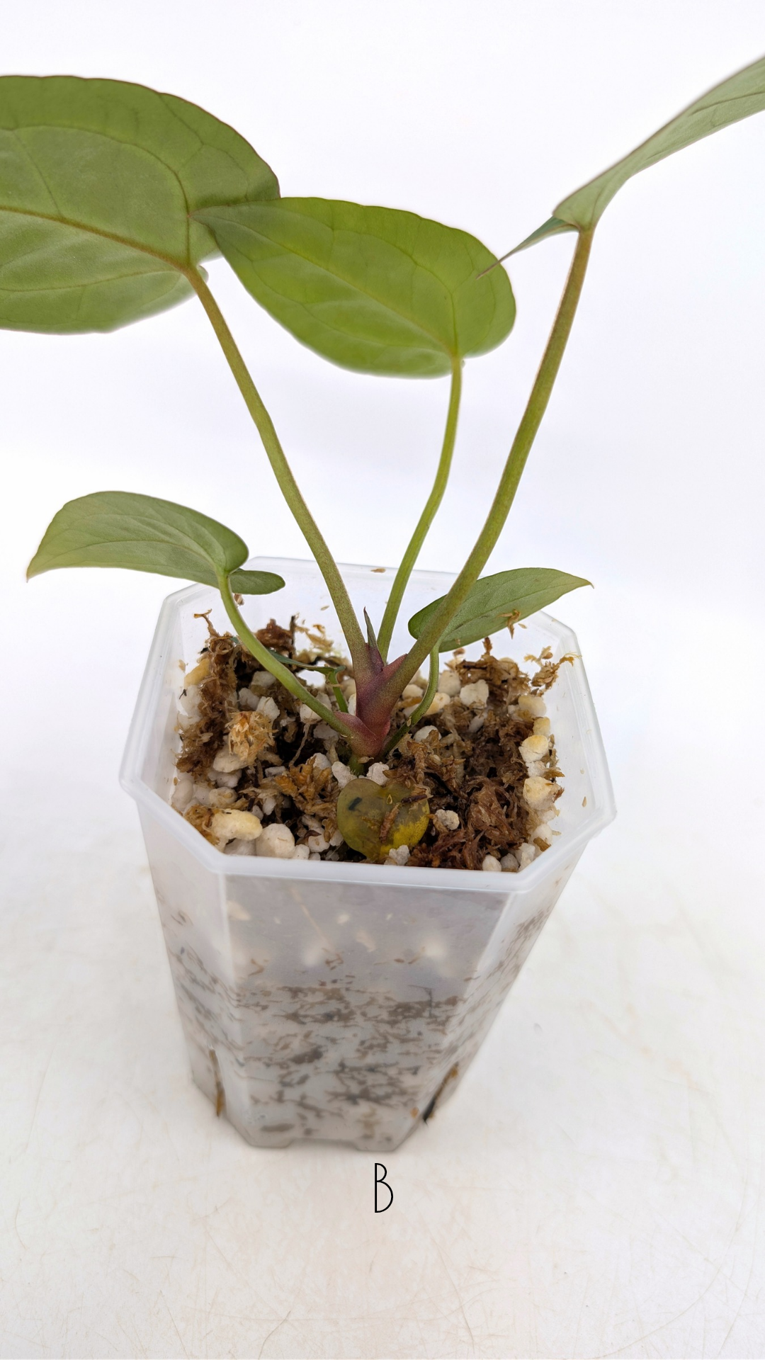 Rare anthurium hybrid Anthurium red dorayaki mutation with Anthurium Michelle by The Leaf Gallery in Perth, Western Australia