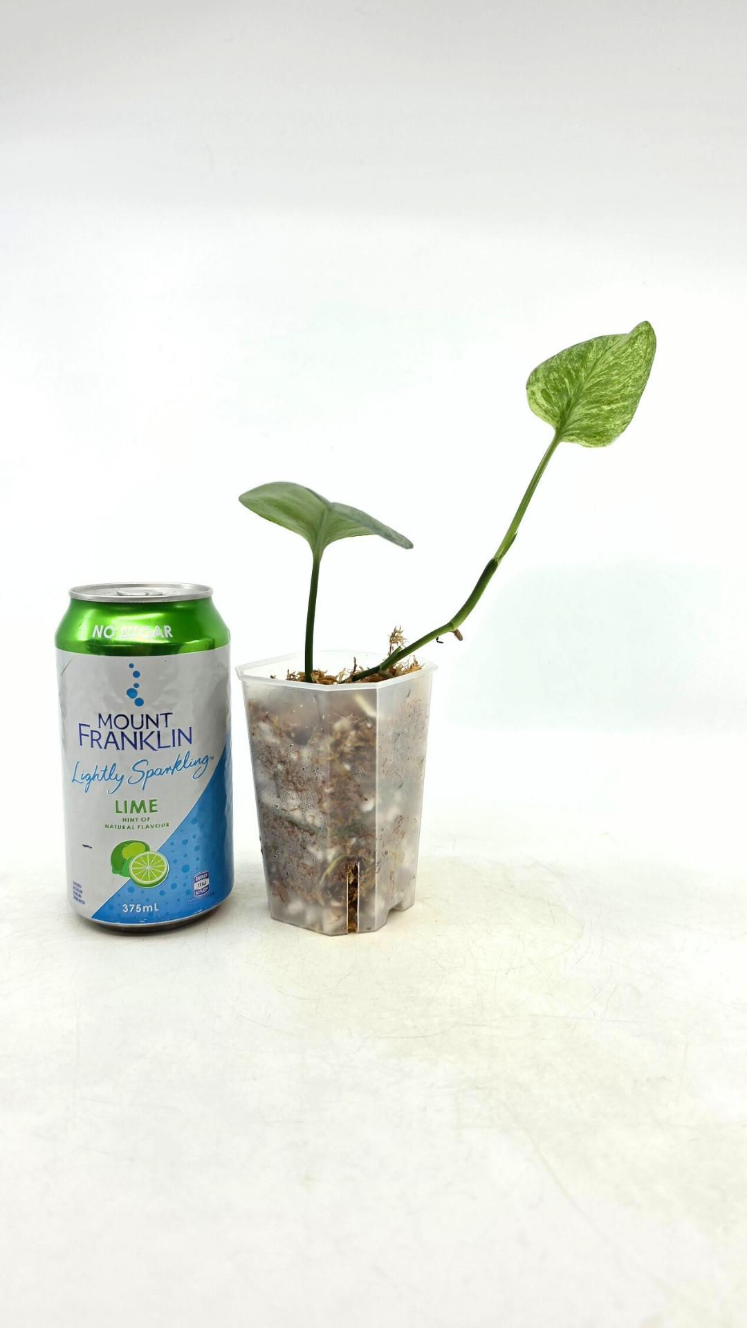 Scindapsus Treubii Moonlight Mint Varigated. Very Rare scindapsus which features mint varigation on green leaves. Grown and propagated by rare plant shop The Leaf Gallery in Perth, Western Australia