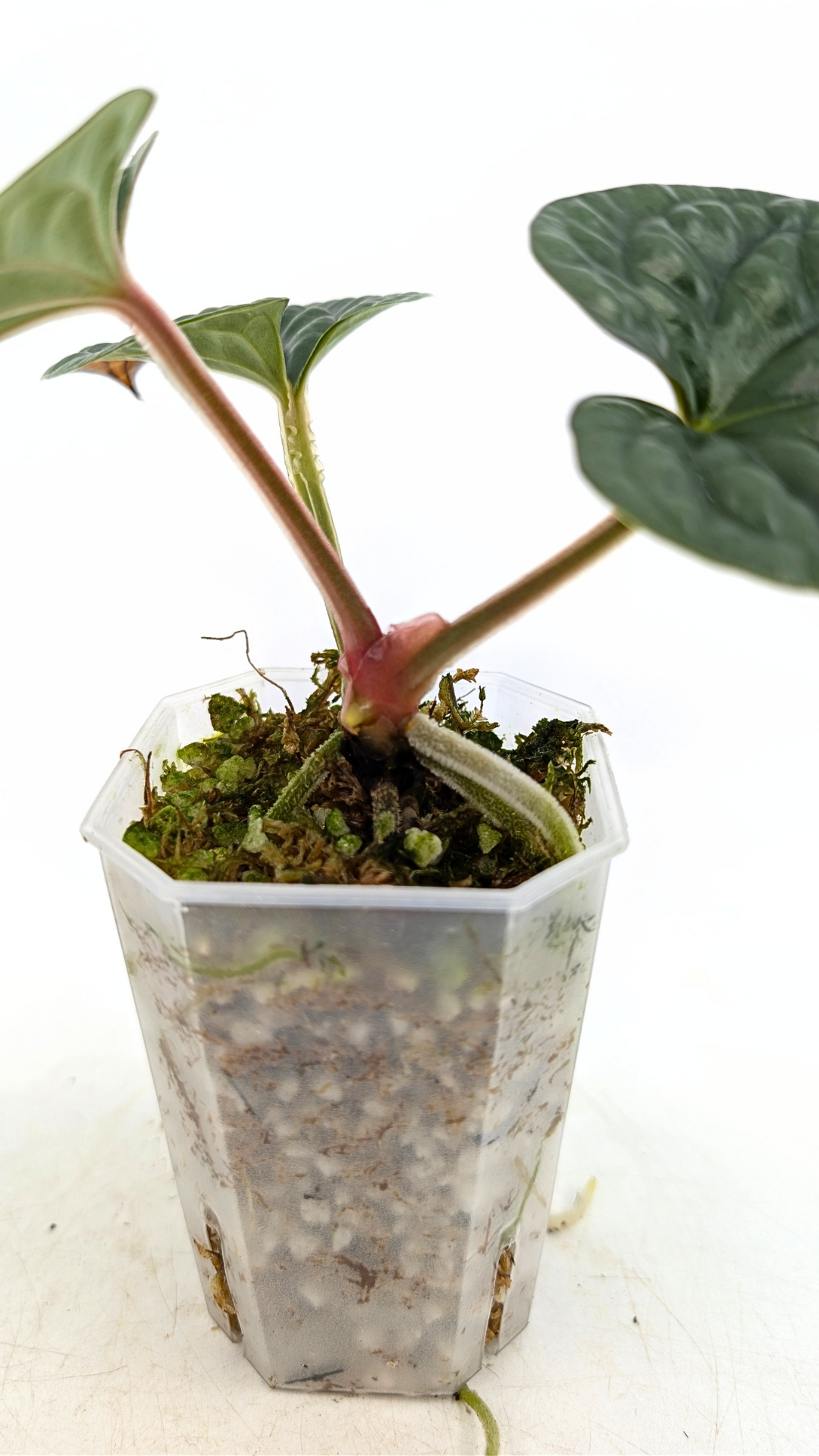 Rare indoor plant Anthurium Luxurians available for sale at rare house plant shop The Leaf Gallery in Perth, Western Australia