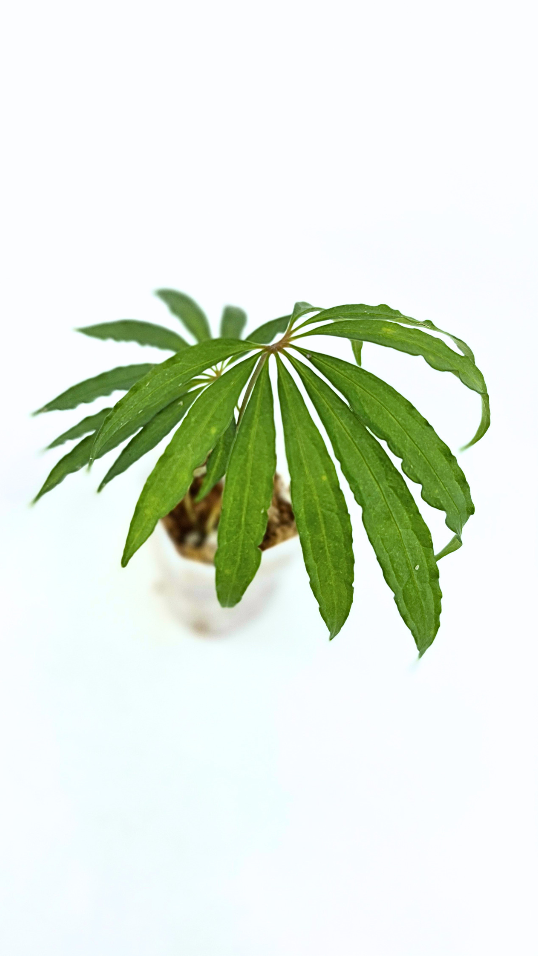 Hard to find vining house plant Anthurium Polystictum available for sale at rare plant shop The Leaf Gallery in Perth, Western Australia