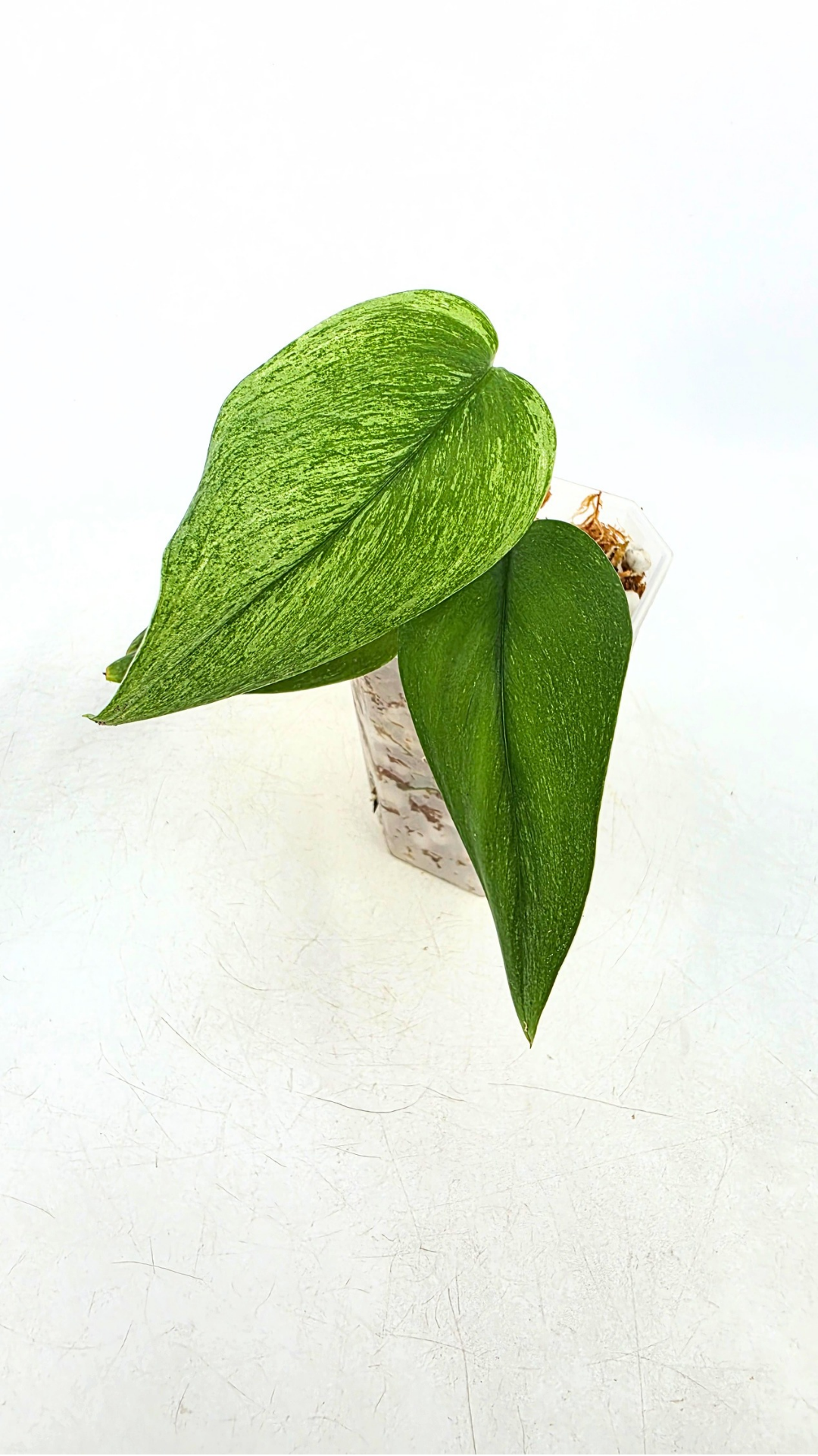 Rare indoor plant Scindapsus Treubii Moonlight Mint Varigated available at The Leaf Gallery in Perth, Western Australia