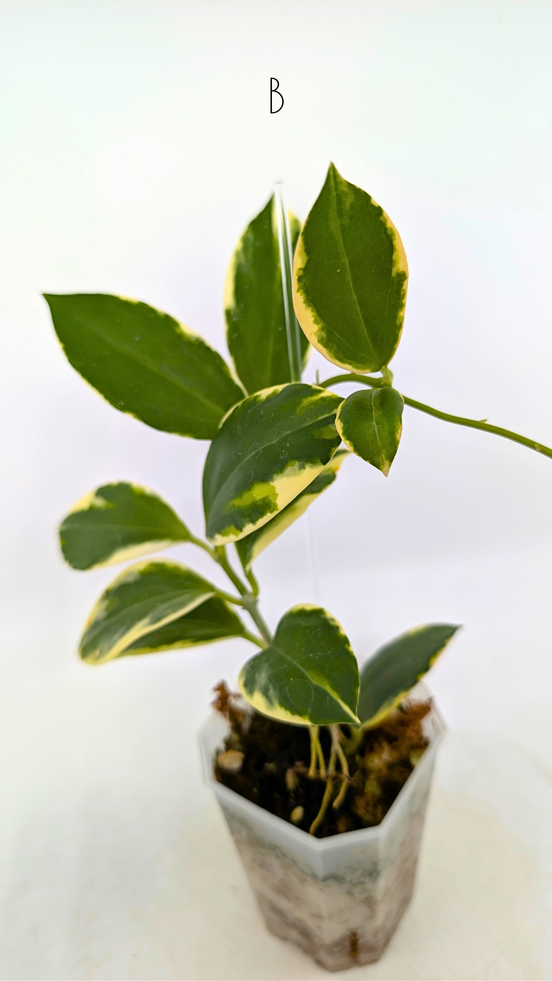 Rare waxplant Hoya sp Para Albomarginata available for sale at rare indoor plant shop The Leaf Gallery in Perth, Western Australia