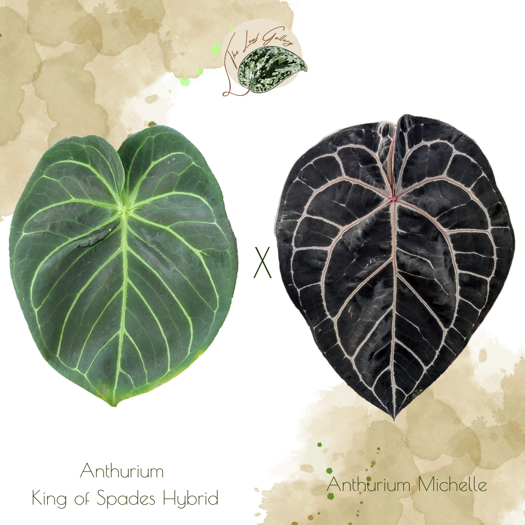 Rare Anthurium King of Spades Mutation X Anthurium Michelle seed packs   The Leaf Gallery