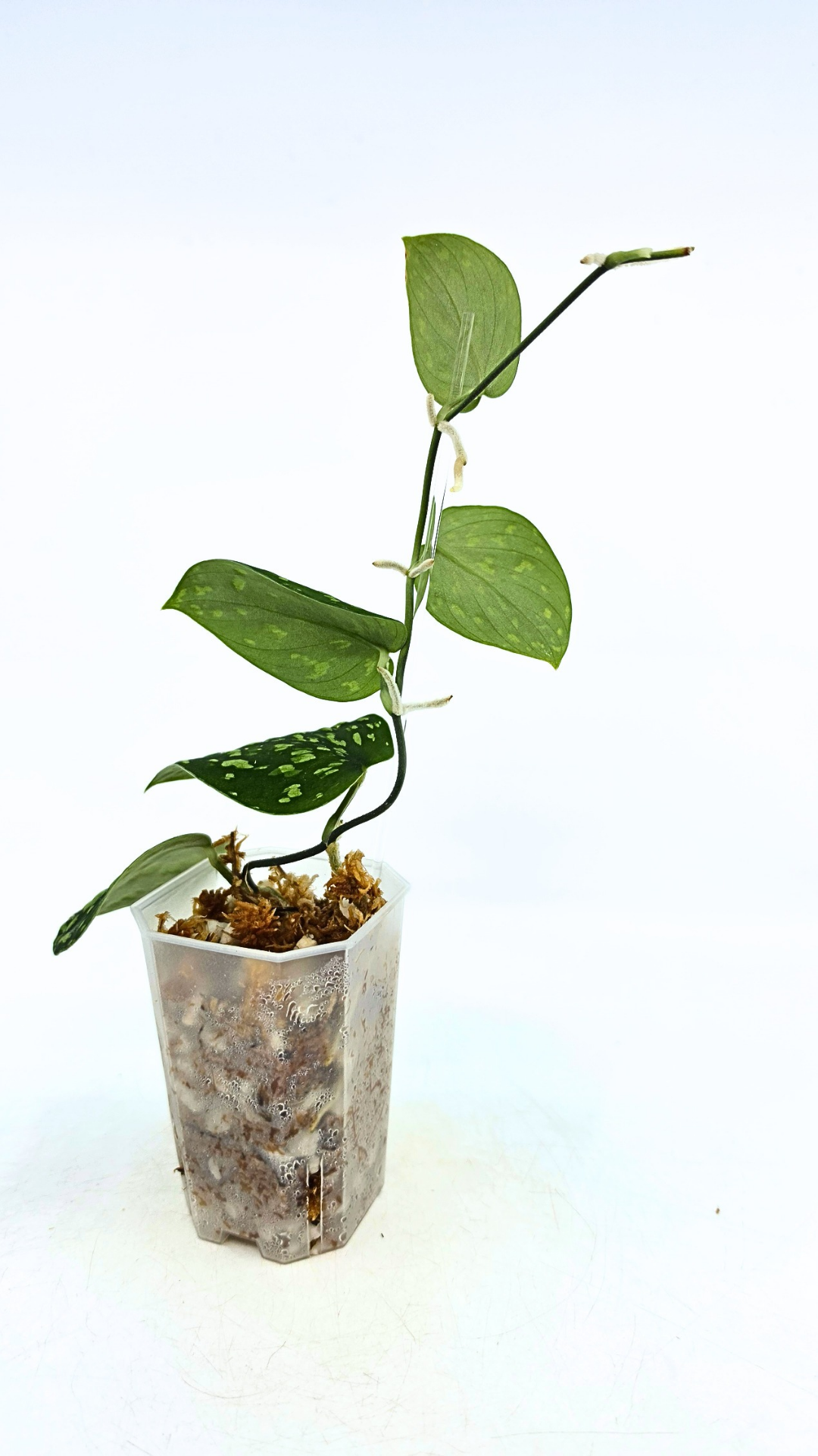 Rare indoor plant Scindapsus Pictus Haask Snake Scale Available for sale at rare plant shop The Leaf Gallery in Perth, Western Australia