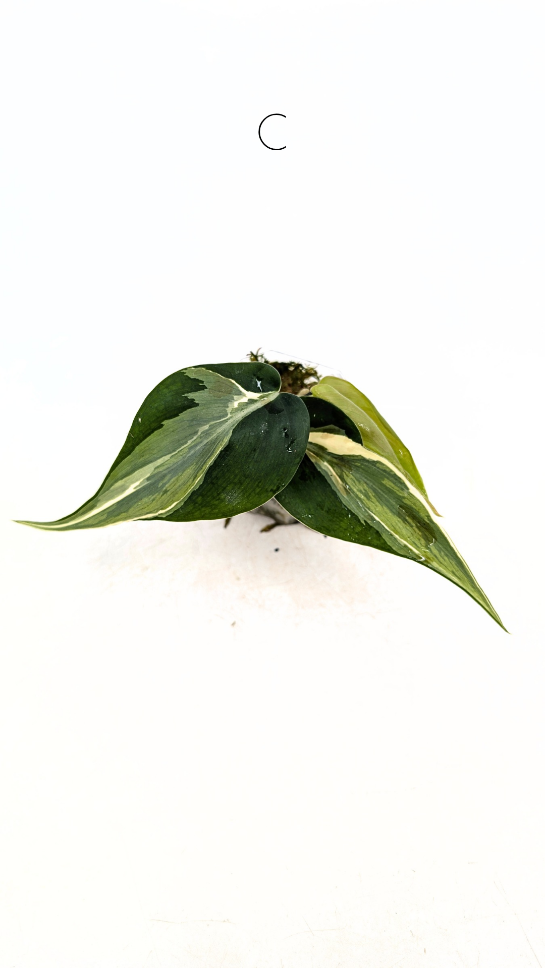 Rare indoor plant Philodendron Rio available at rare plant shop The Leaf Gallery in Perth, Western Australia.
