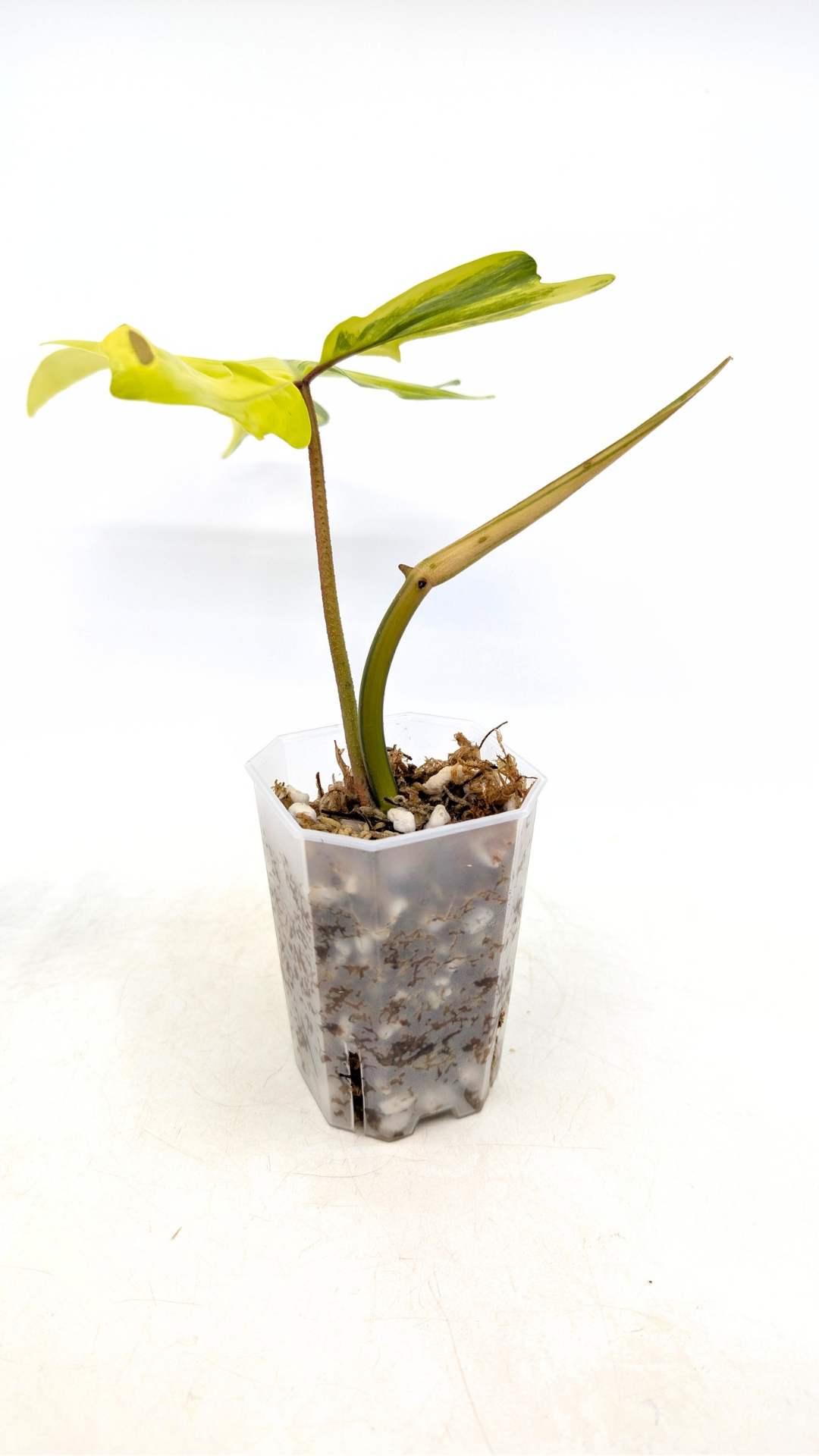 Rare indoor plant Philodendron Florida Beauty Varigated available at rare plant shop The Leaf Gallery in Perth, Western Australia