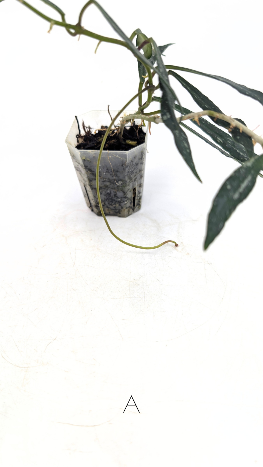 Rare waxplant Hoya Mirabillis Splash available for sale at rare indoor plant shop The Leaf Gallery in Perth, Western Australia