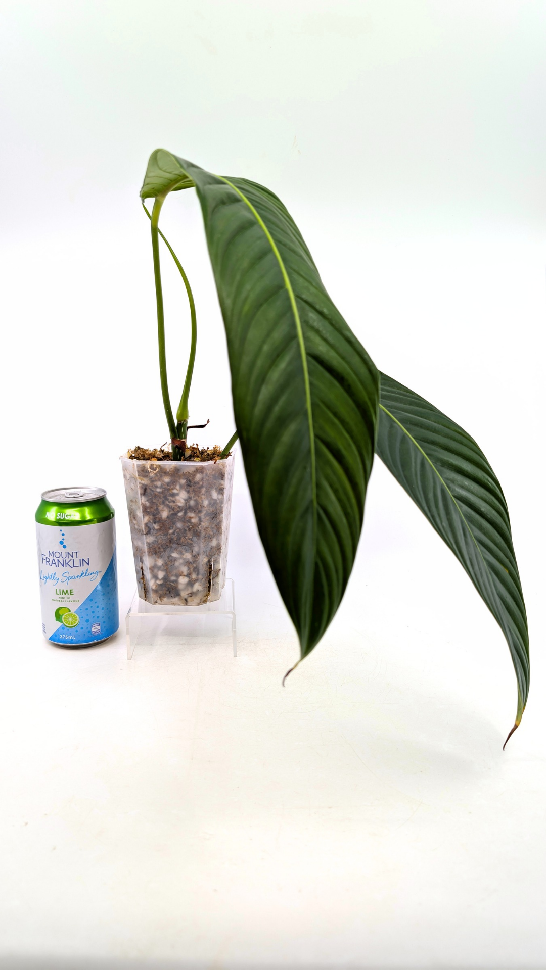 Rare Indoor Plant Philodendron Heterocraspedon for sale at rare plant shop The Leaf Gallery in Perth, Western Australia