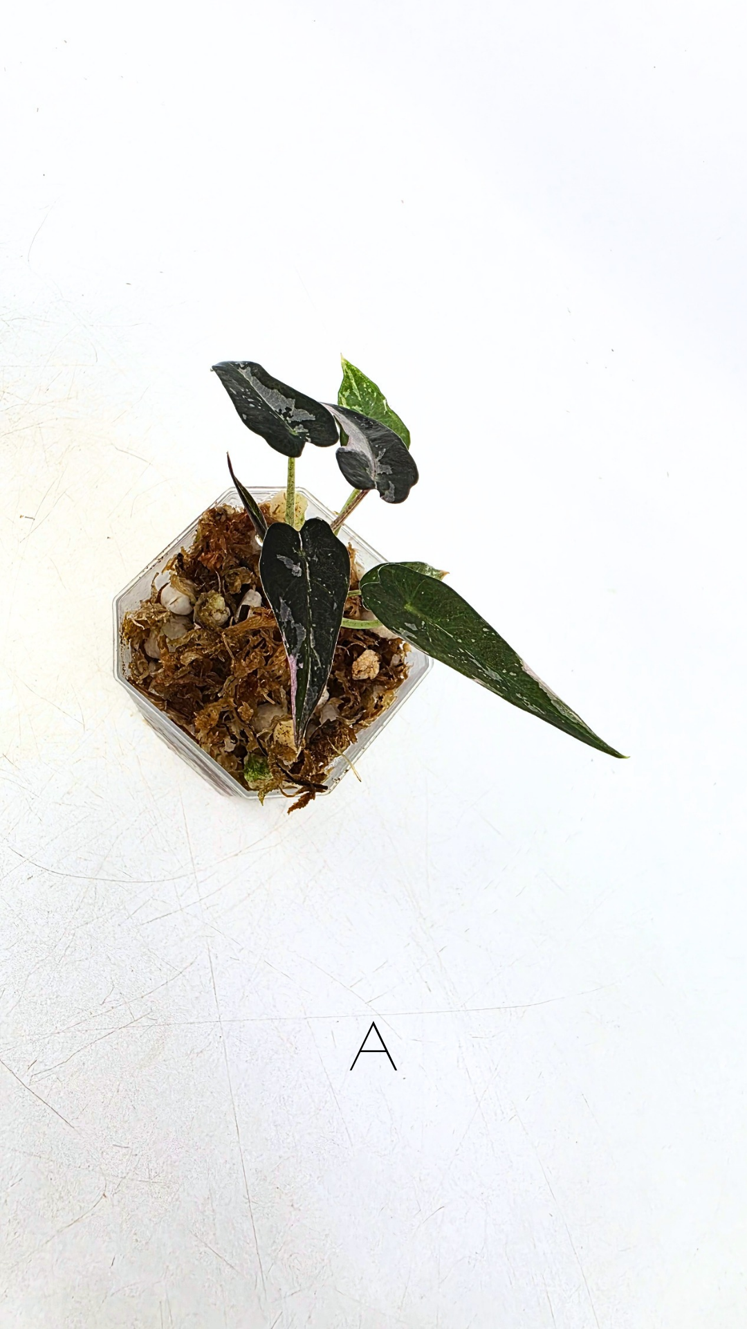 Rare indoor plant Alocasia Amazonica Bambino Pink TC plantlets available for sale at rare houseplant shop The Leaf Gallery in Perth, Western Australia