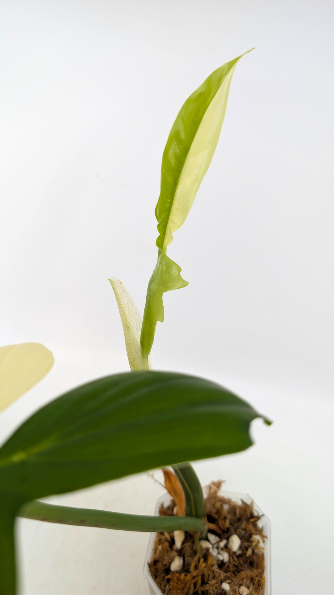 Single plants upload_20251220_113506_0001.png