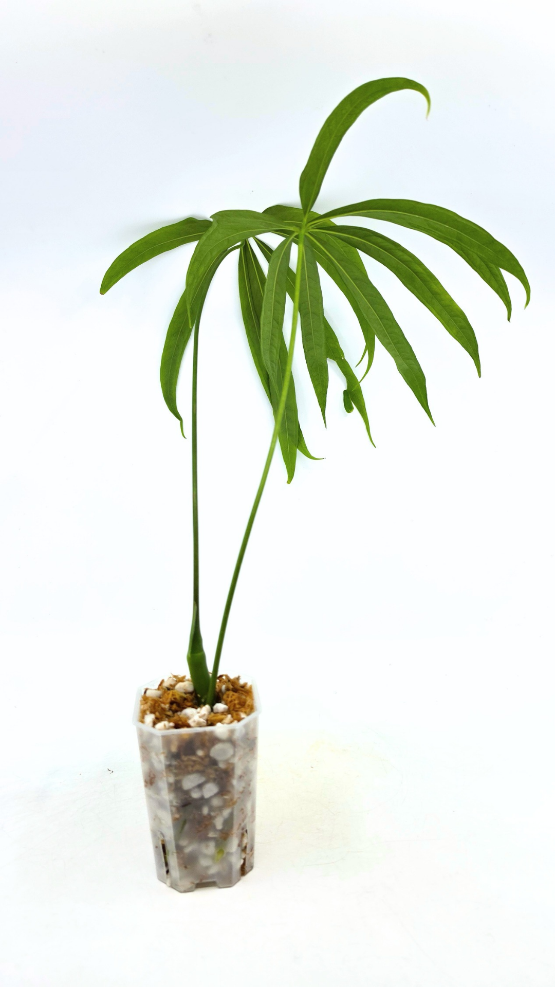 Hard to find house plant Anthurium Polydactylum available for sale at rare plant shop The Leaf Gallery in Perth, Western Australia.