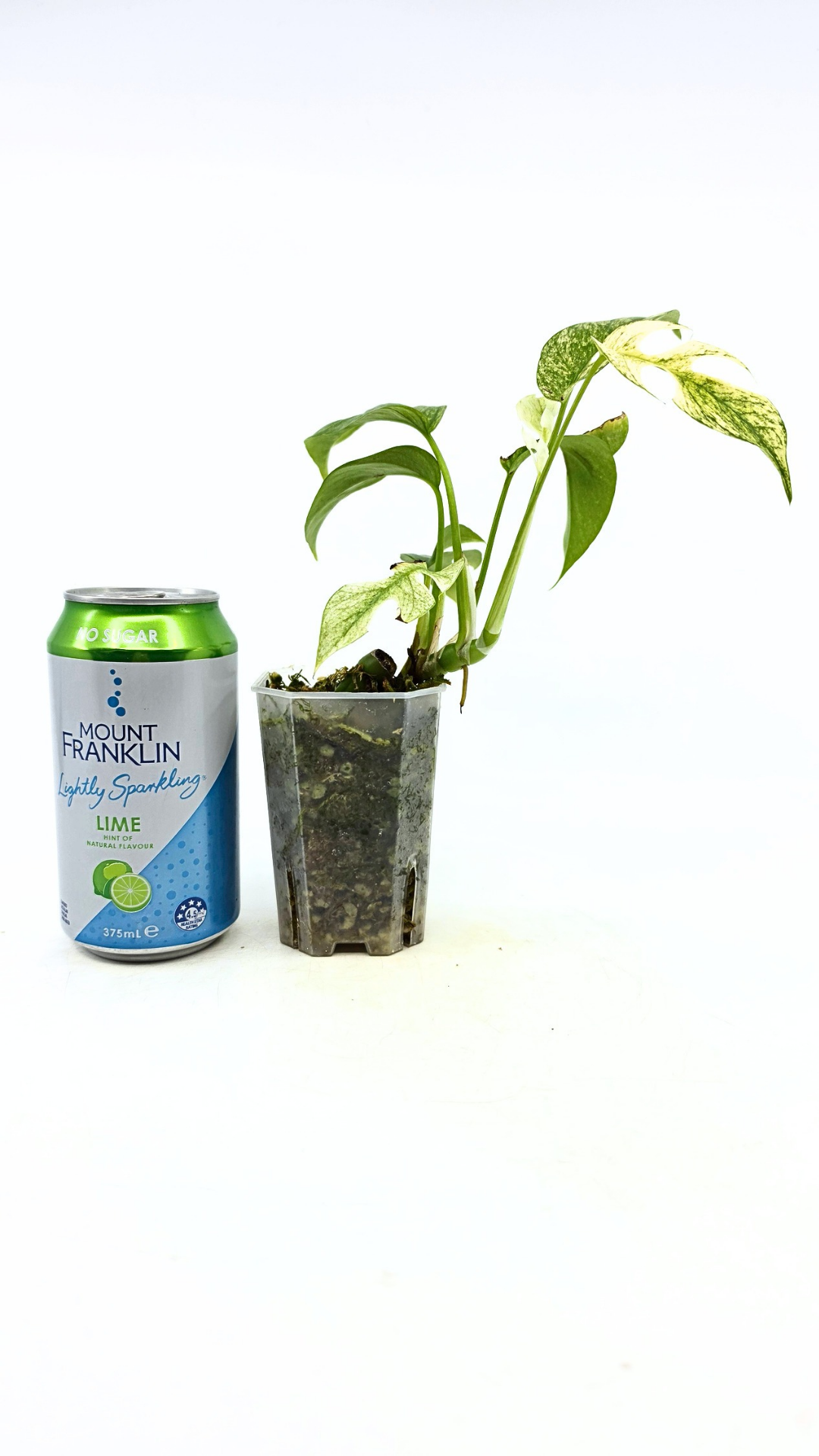 Rare indoor plant Raphidophora Tetrasperma Mint Varigated for sale by rare plant shop The Leaf Gallery in Perth, Western Australia