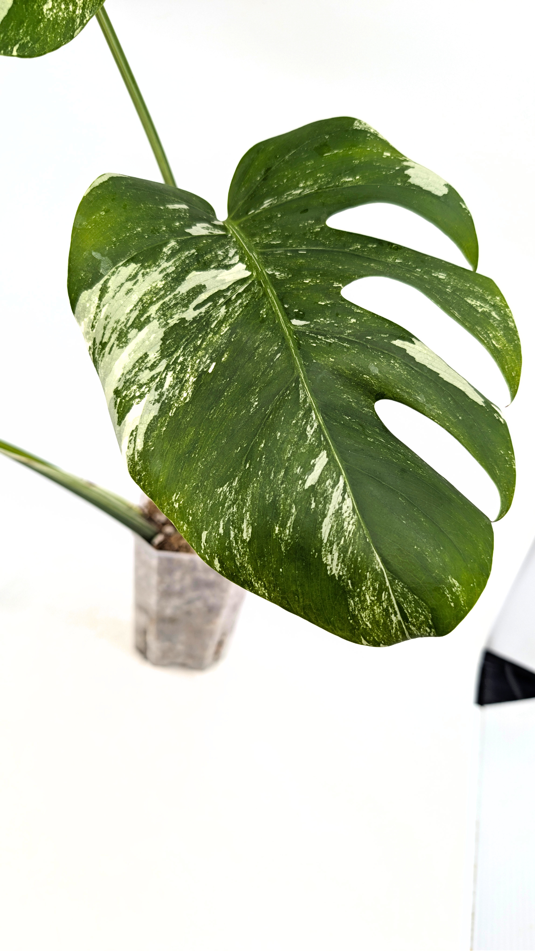 Rare indoor plant Monstera Albo Varigated available for sale at rare plant house plant shop The Leaf Gallery in Perth, Western Australia