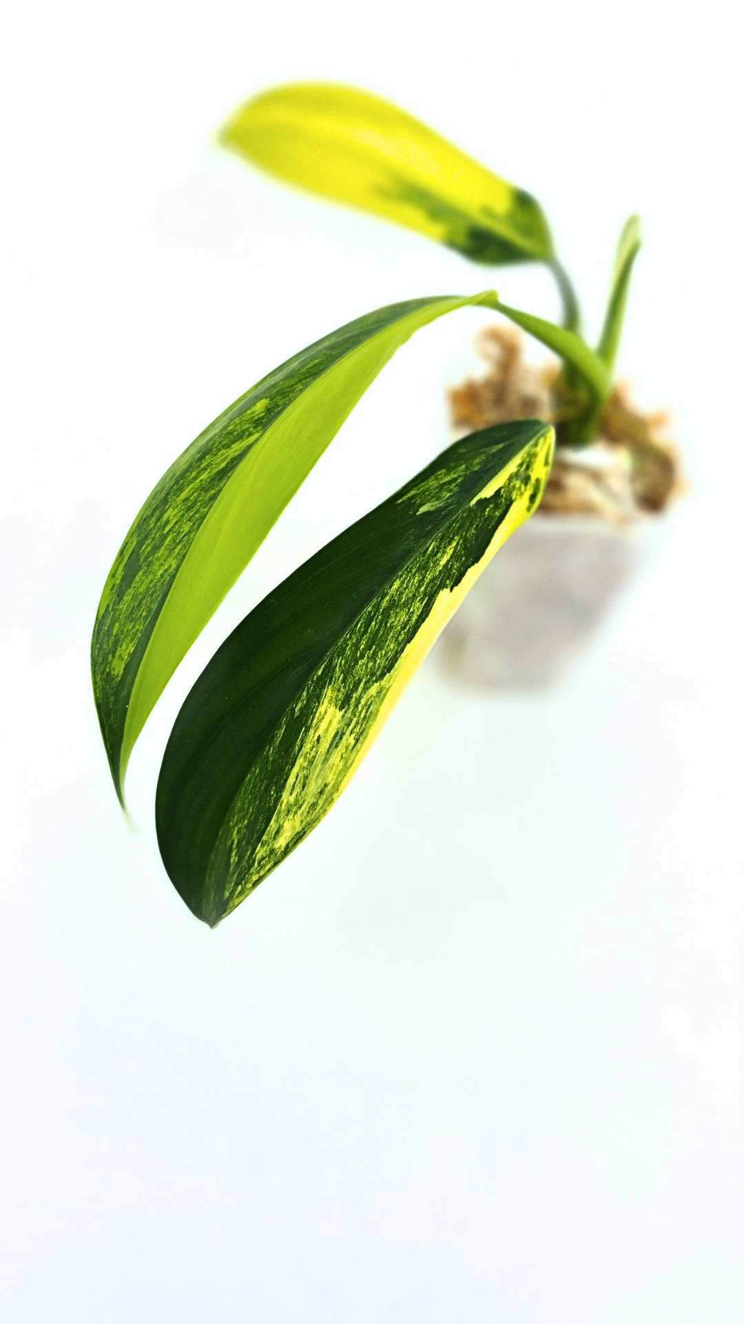 Super Rare indoor plant Philodendron Panduriforme variegated available for sale at rare house plant shop The Leaf Gallery in Perth, Western Australia.