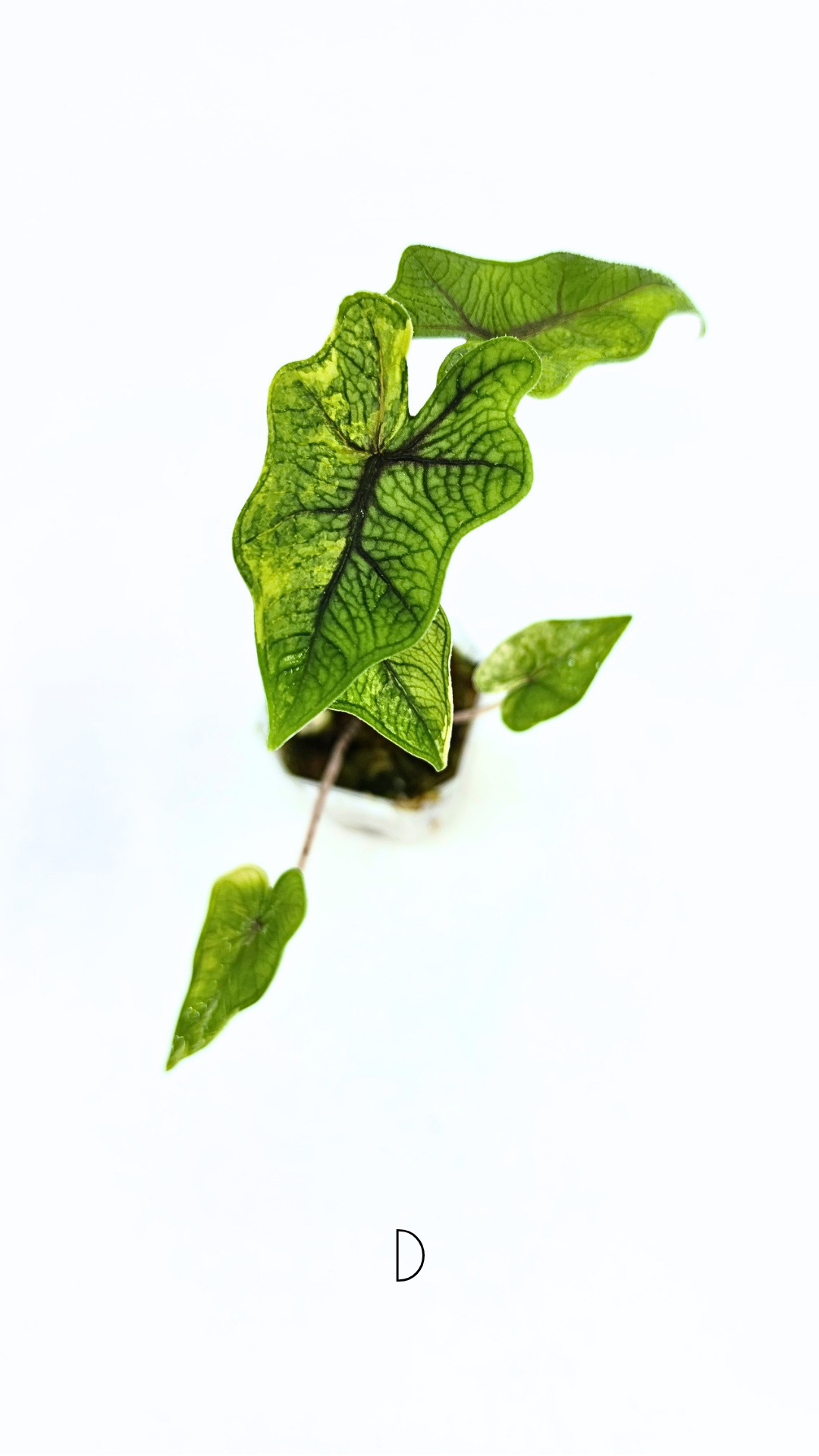 Rare indoor plant Alocasia Jacklyn Variegated available for sale at rare house plant shop The Leaf Gallery in Perth, Western Australia.