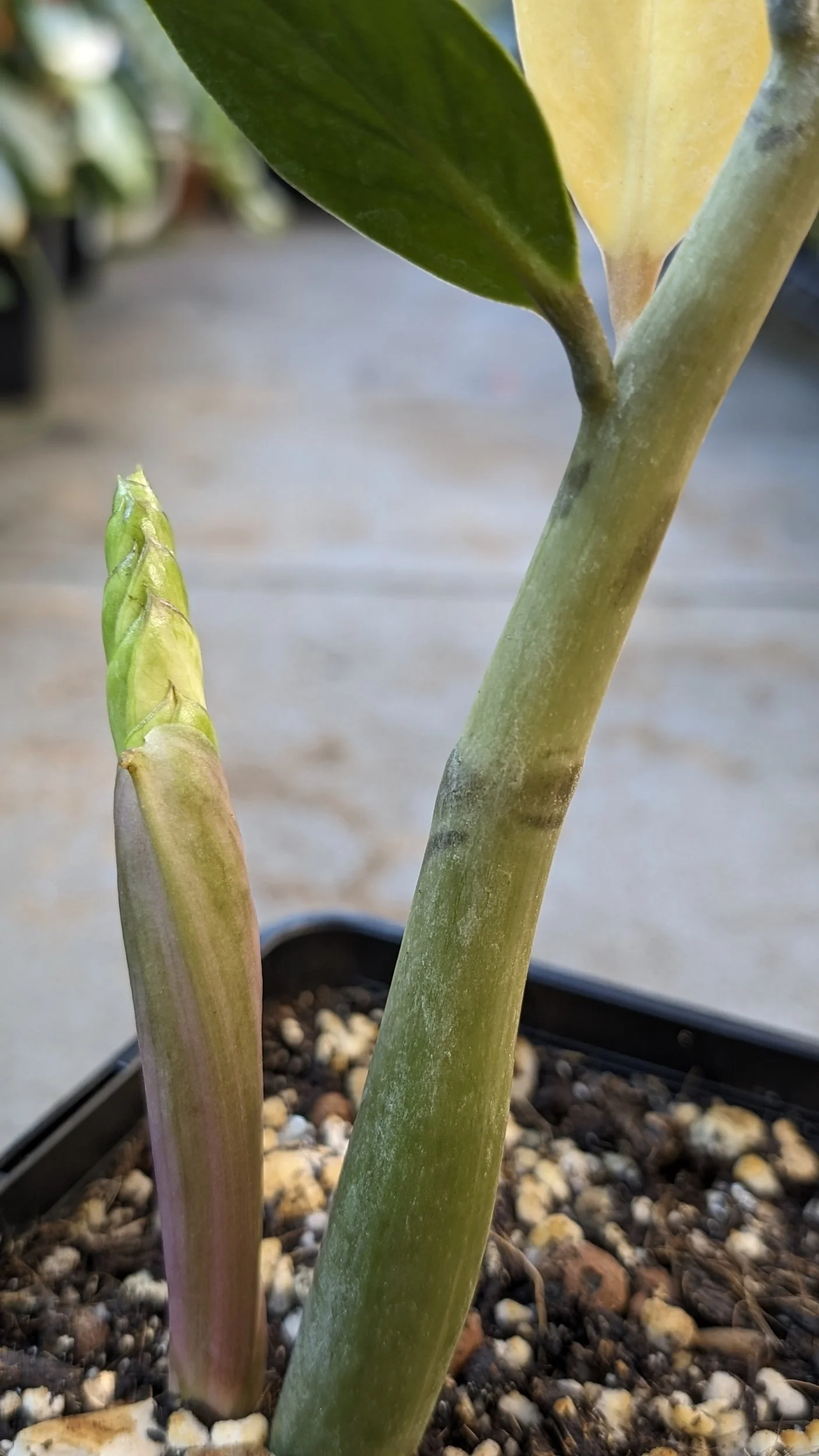 Rare indoor plant Zamioculcas Zamiifolia (ZZ plant) Variegated available for sale at rare house plant shop The Leaf Gallery in Perth, Western Australia.