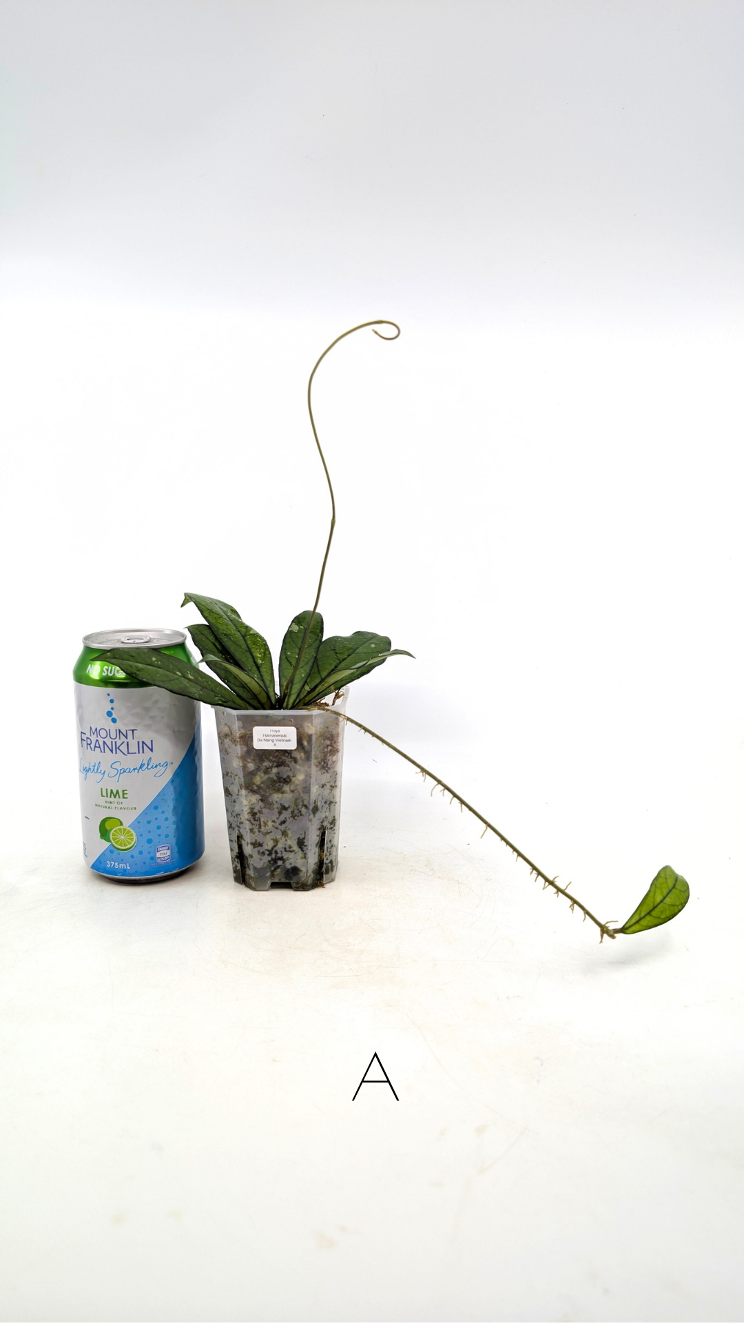 Rare waxplant Hoya Hainanensis Da Nang Vietnam available for sale at rare indoor plant shop The Leaf Gallery in Perth, Western Australia