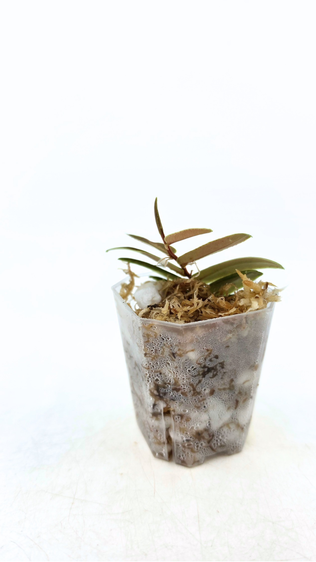 Rare shinggling terrarium plant Marcgravia Sintenisii or Rainbow Marcgravia availabe for sale at rare plant shop The Leaf Gallery in Perth, Western Australia
