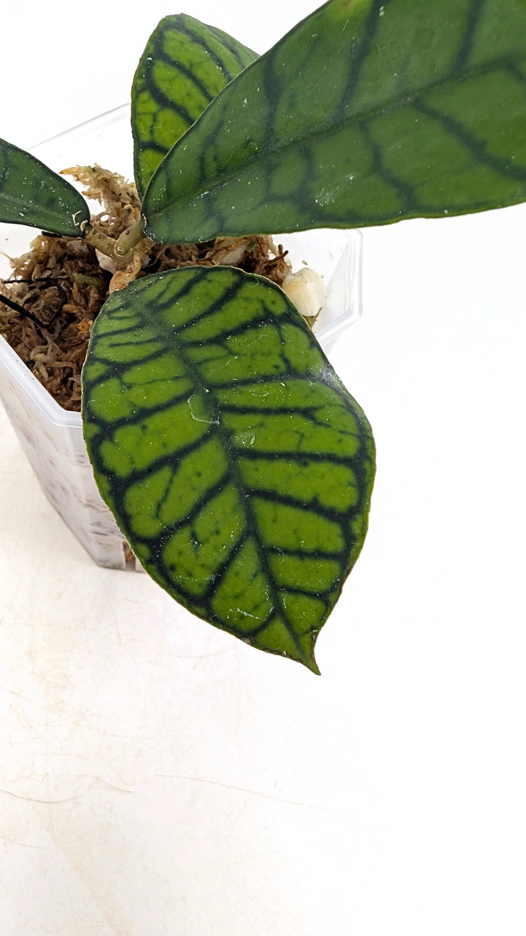Rare Indoor Wax Plant Hoya Callistophylla sp Kalimantan available for sale at rare indoor plant shop the Leaf Gallery in Perth, Western Australia