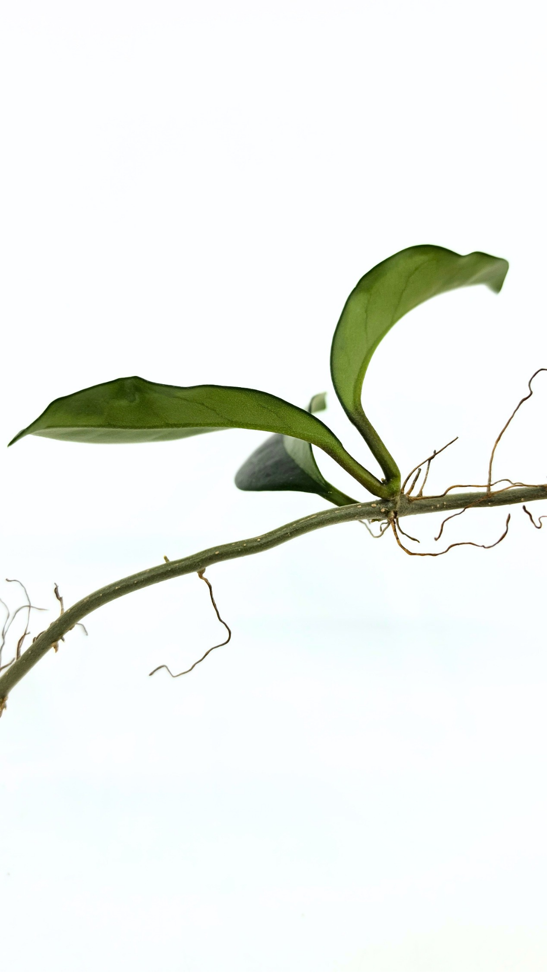 Rare Hoya AH074 available for sale at rare plant shop The Leaf Gallery in Perth, Western Australia