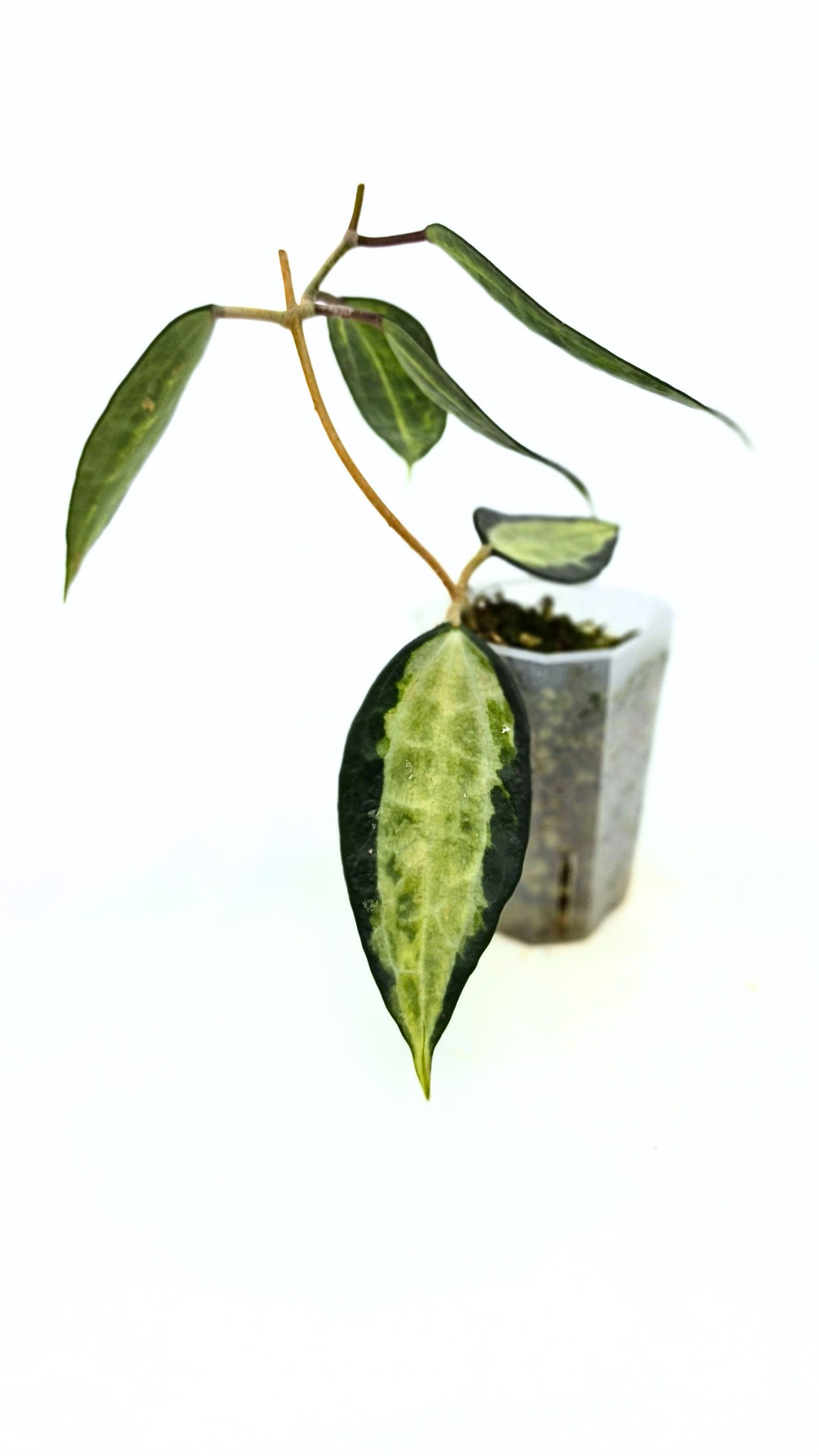 Rare waxplant Hoya Macrophylla Pot of Gold available for sale at rare indoor plant shop The Leaf Gallery in Perth, Western Australia