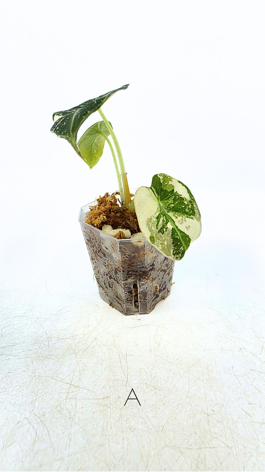 Rare indoor plant Alocasia Black Velvet Pink Variegated available for sale from rare house plant shop The Leaf Gallery in Perth, Western Australia