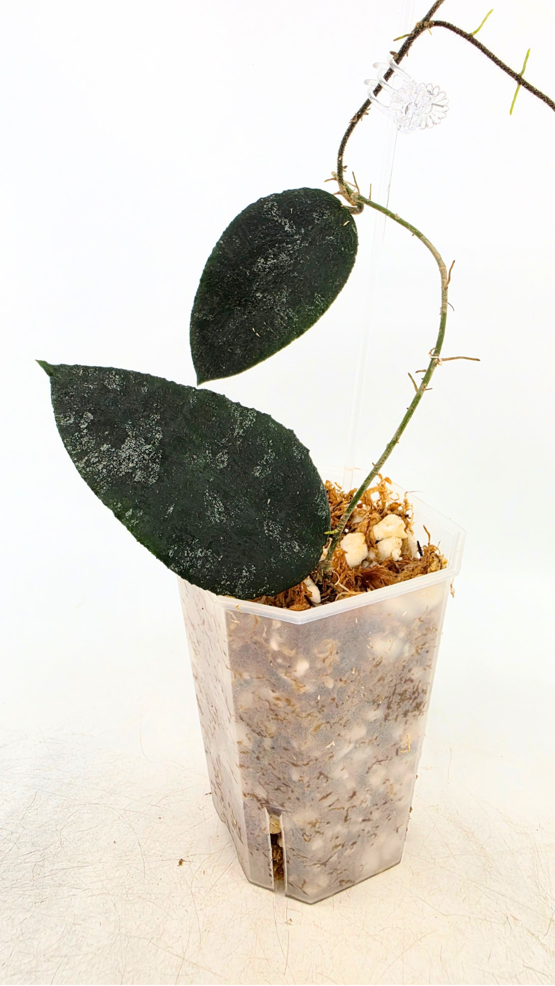 Rare Hoya Caudata Sumatra available for sale by rare indoor plant shop The Leaf Gallery in Perth, Western Australia