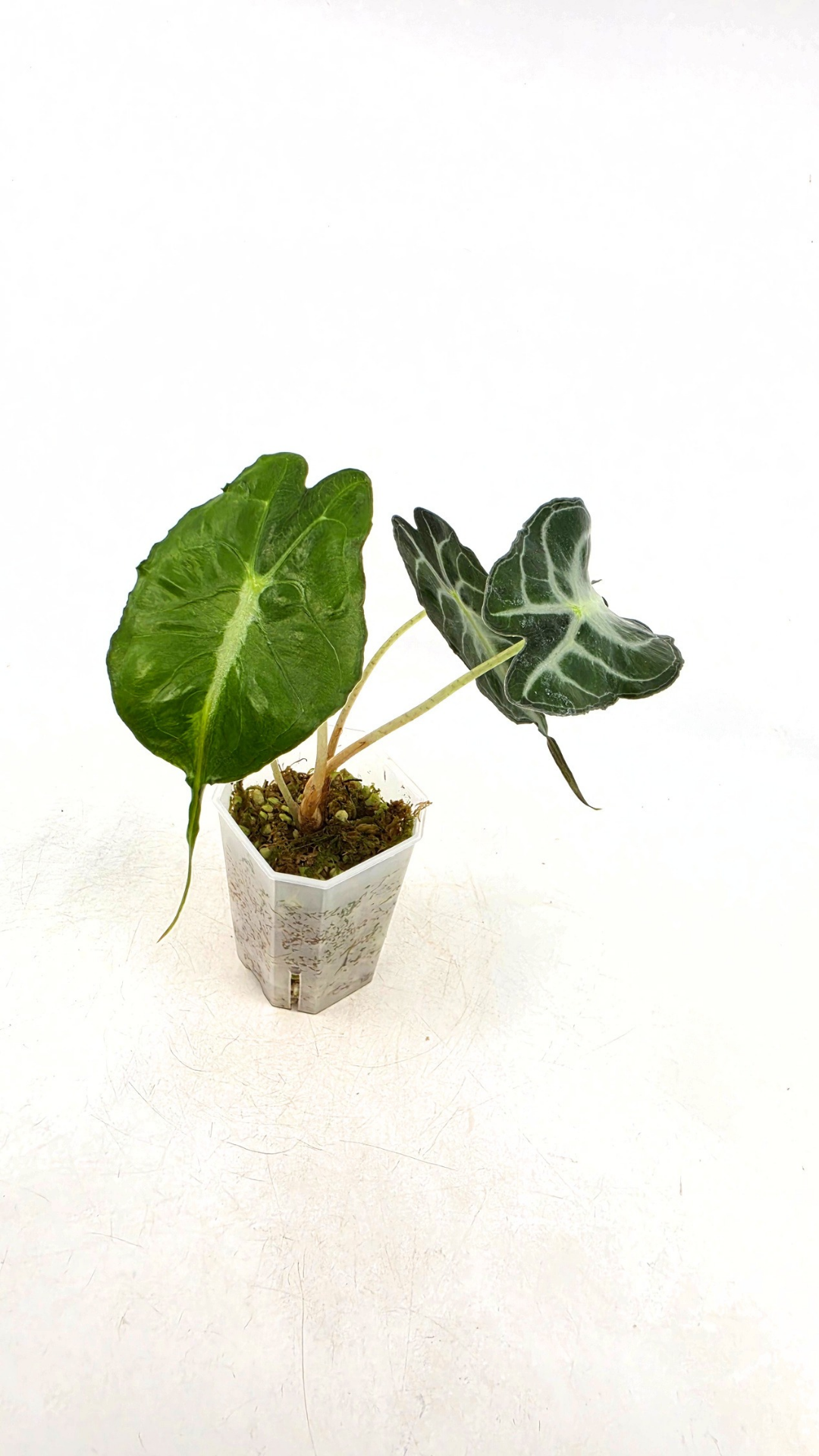 Rare indoor plant Alocasia Venom available for sale at rare house plant shop The Leaf Gallery in Perth, Western Australia.