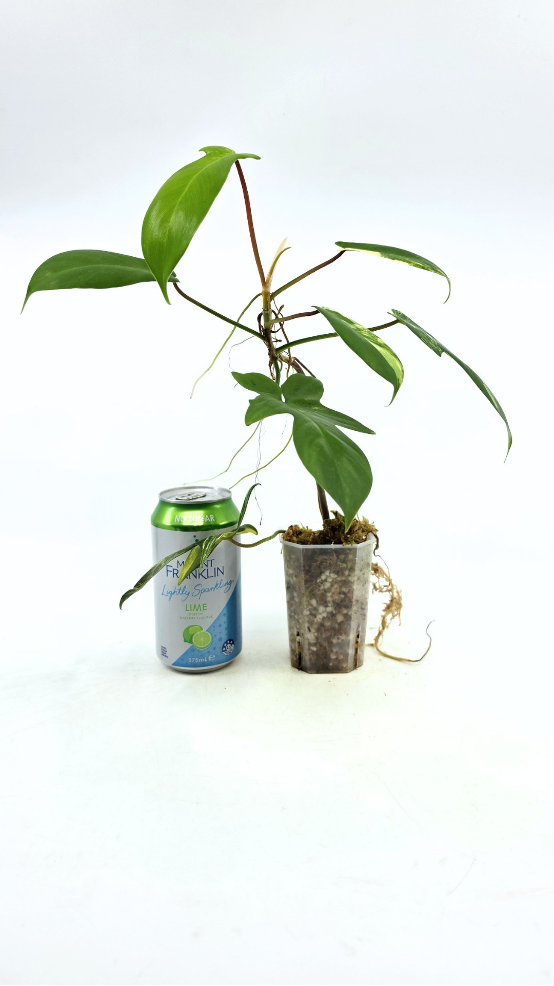 Rare indoor plant Philodendron Florida Beauty Varigated available at rare plant shop The Leaf Gallery in Perth, Western Australia