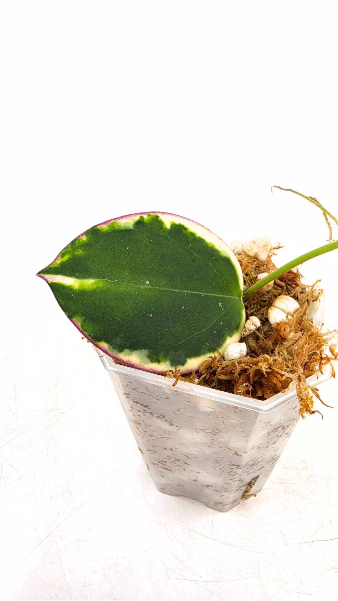 Rare wax plant Hoya Pachyclada (Subquintuplinervis) Outter Varigated available at rare plant shop The Leaf Gallery in Perth, Western Australia