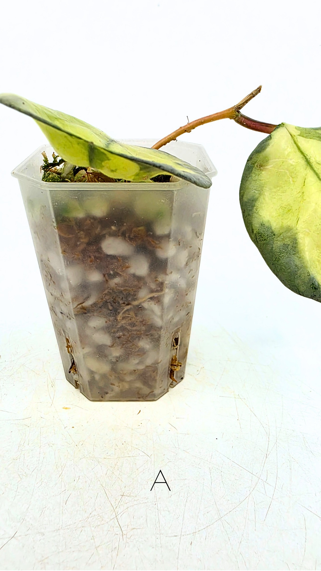 Ultra rare waxplant Hoya Argentea Princess available at rare hoya shop the Leaf Gallery in Perth, Western Australia. Rare hoya Argentea Princess is a varigated form of Hoya Nova Ghost.