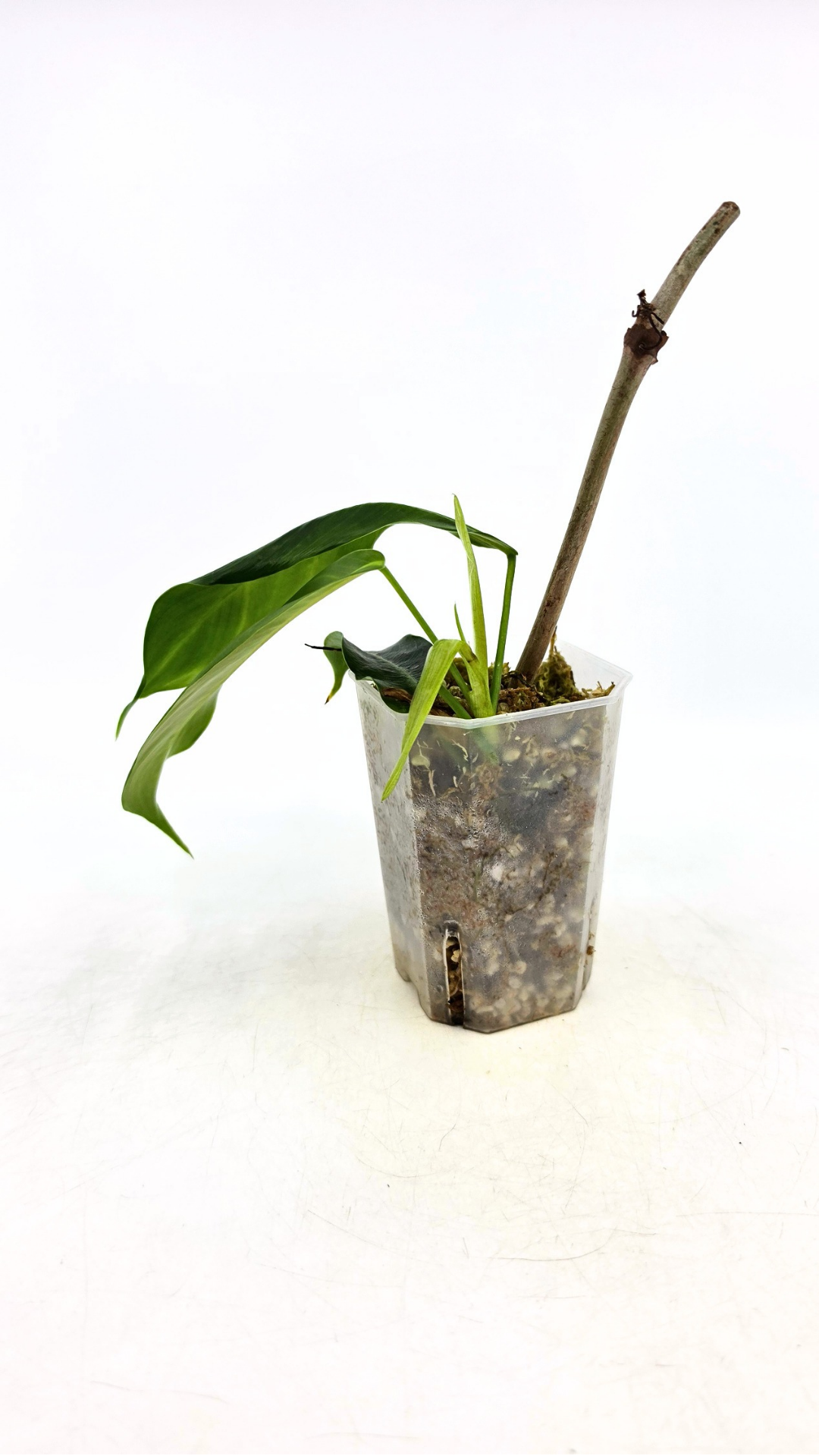 Single plants upload_20260526_173157_0003.png