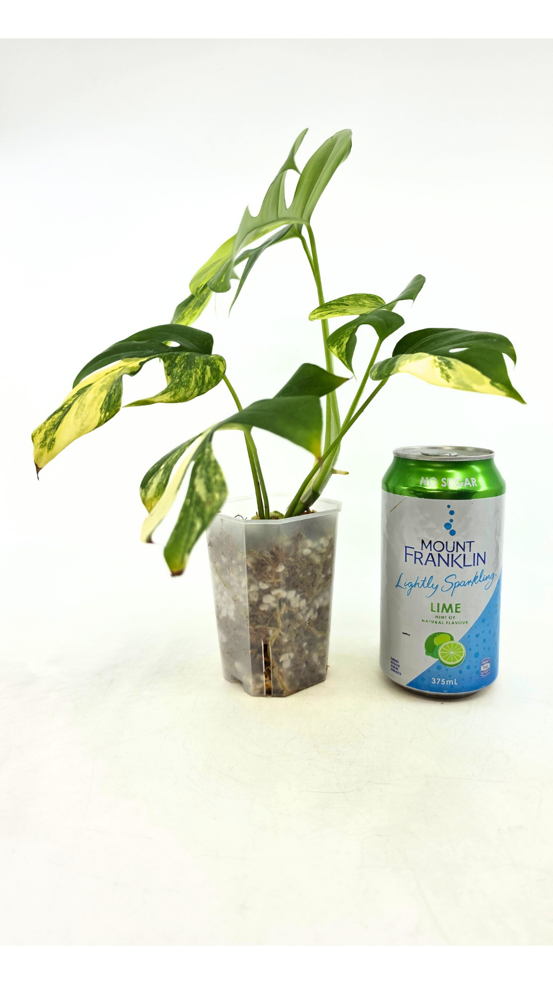 Rare indoor plant Raphidophora Tetrasperma Aurea for sale by rare plant shop The Leaf Gallery in Perth