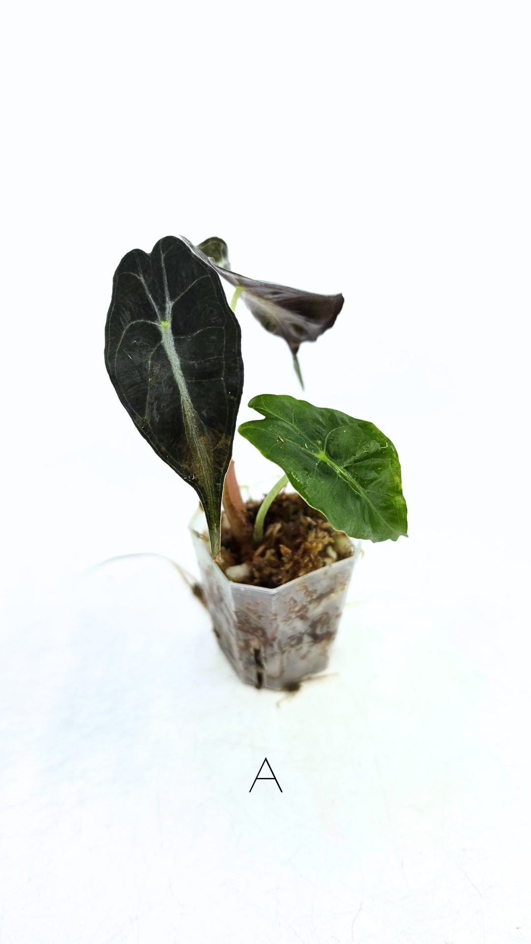 Rare indoor plant Alocasia Venom available for sale at rare house plant shop The Leaf Gallery in Perth, Western Australia.