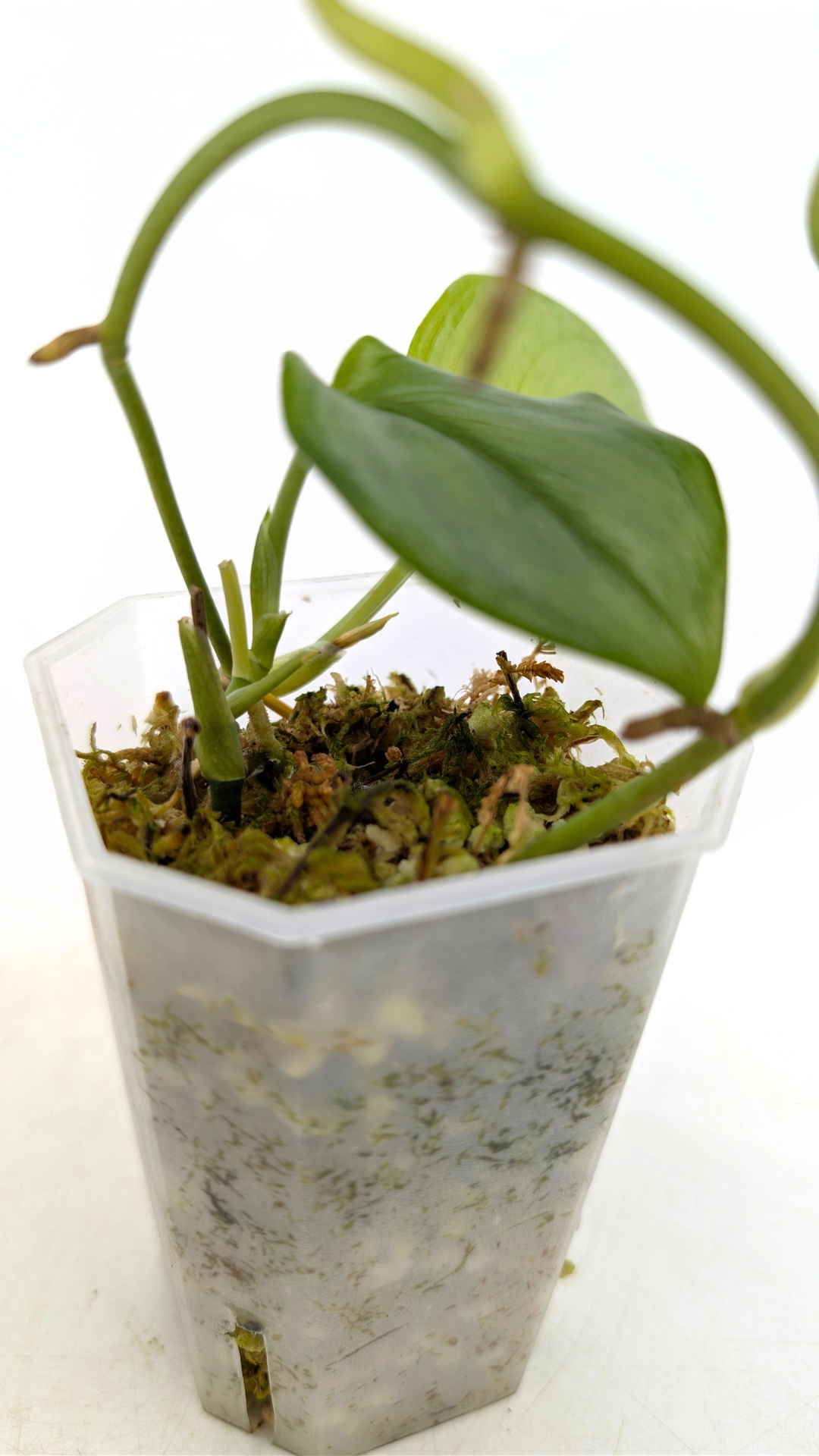 Rare indoor plant Scindapsus Treubii Moonlight available for sale at rare house plant shop The Leaf Gallery in Perth, Western Australia