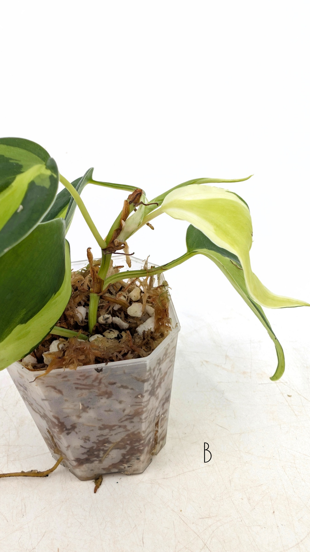 Rare indoor plant Philodendron Cream Splash available at rare plant shop The Leaf Gallery in Perth, Western Australia