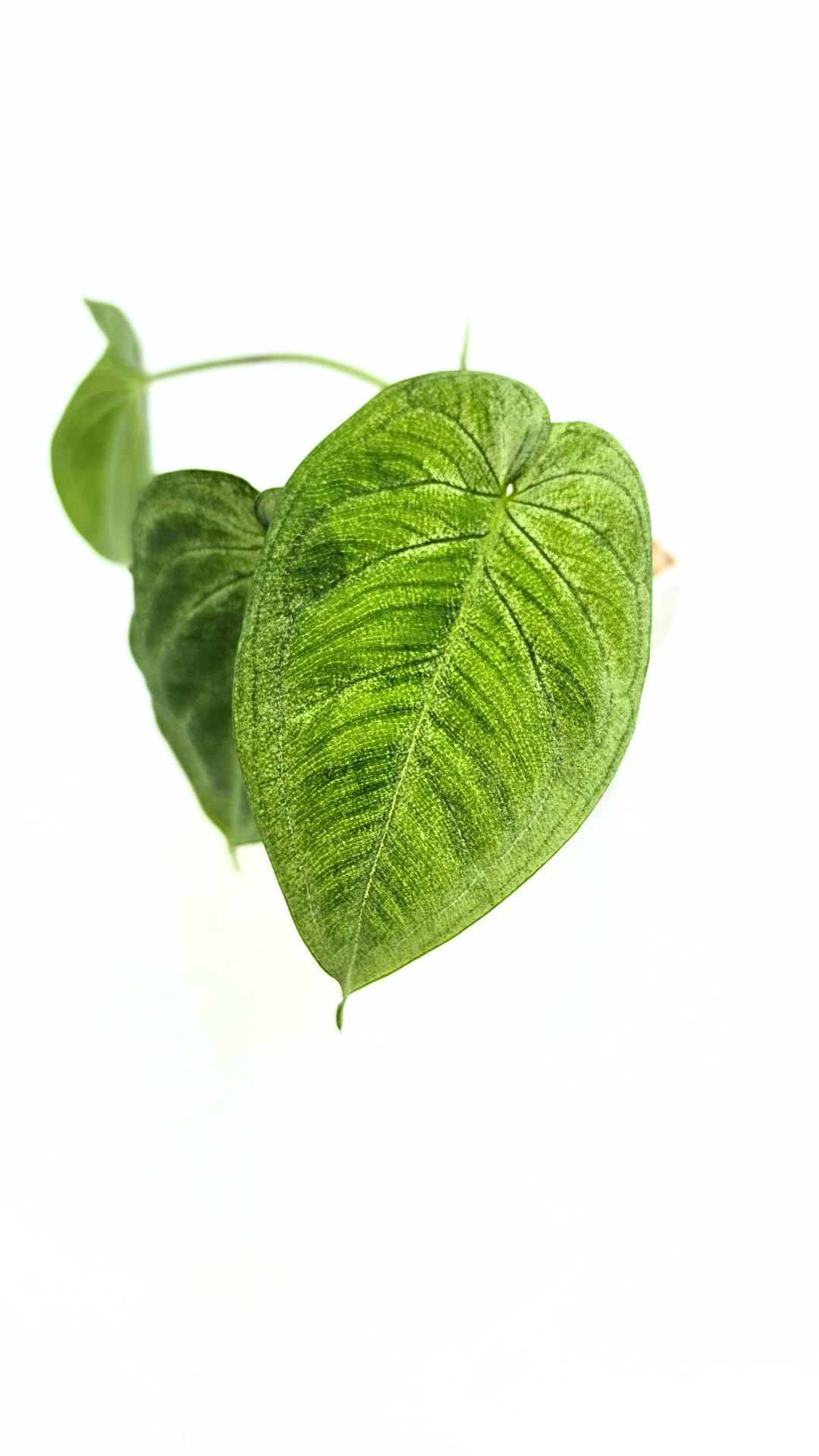 Rare plant Syngonium Frosted Heart available at The Leaf Gallery in Perth, Western Australia