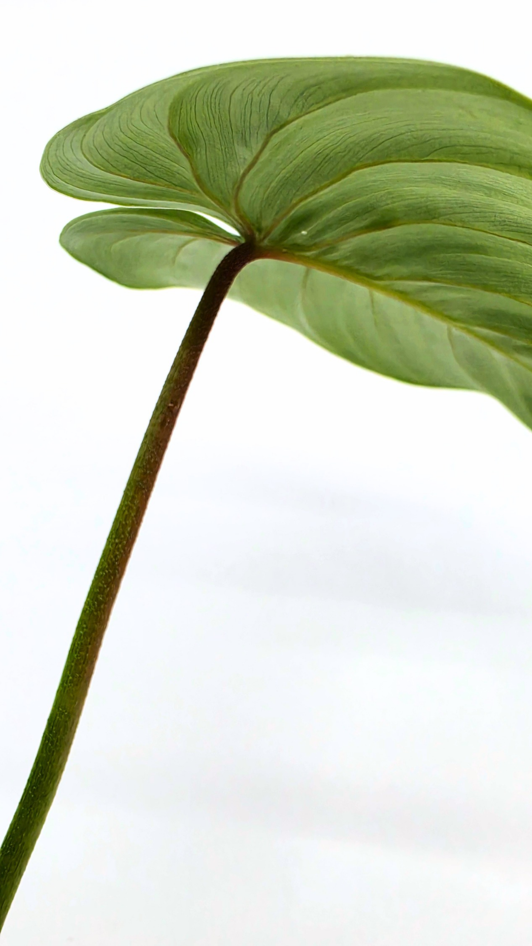 Uncommon indoor plant Philodendron Sodiroi available at rare plant shop The Leaf Gallery in Perth