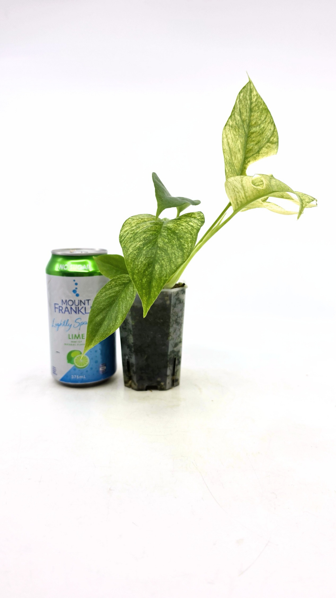 Rare indoor plant Raphidophora Tetrasperma Mint Varigated for sale by rare plant shop The Leaf Gallery in Perth, Western Australia