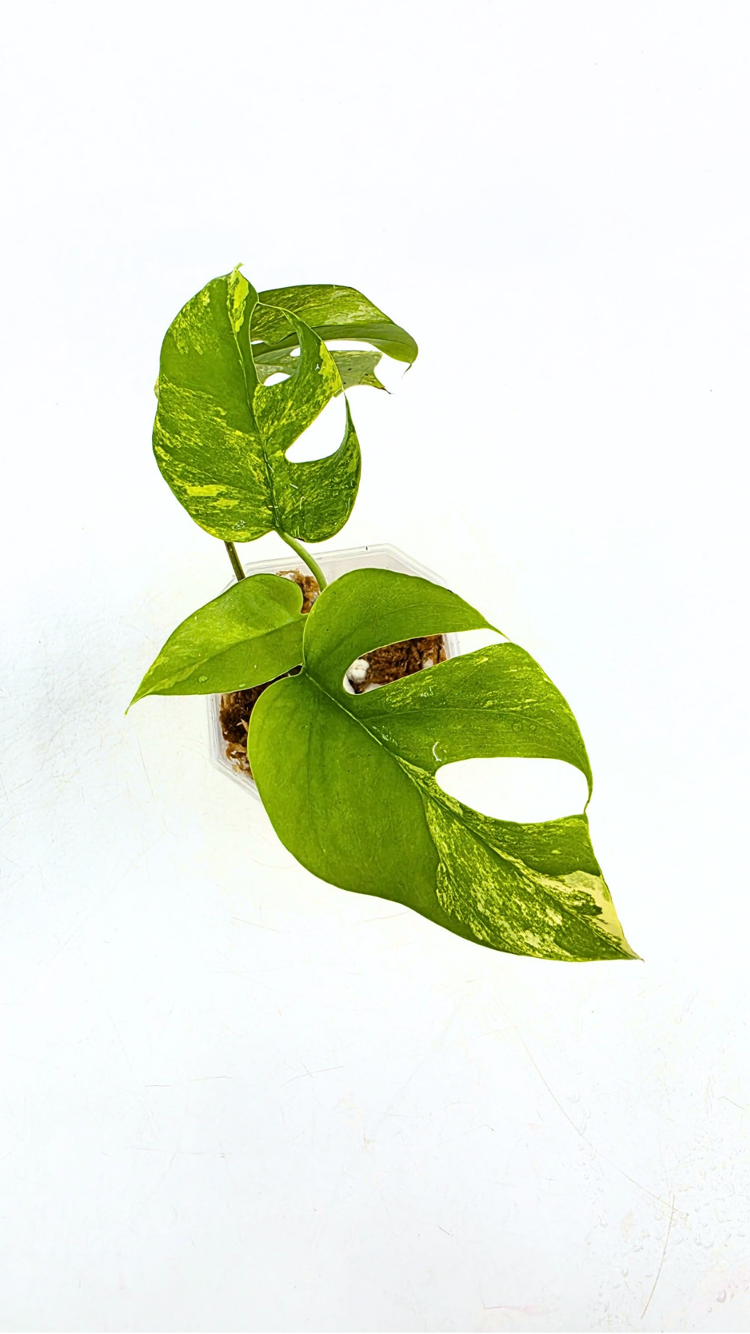 Rare indoor plant Raphidophora Tetrasperma Aurea for sale by rare plant shop The Leaf Gallery in Perth